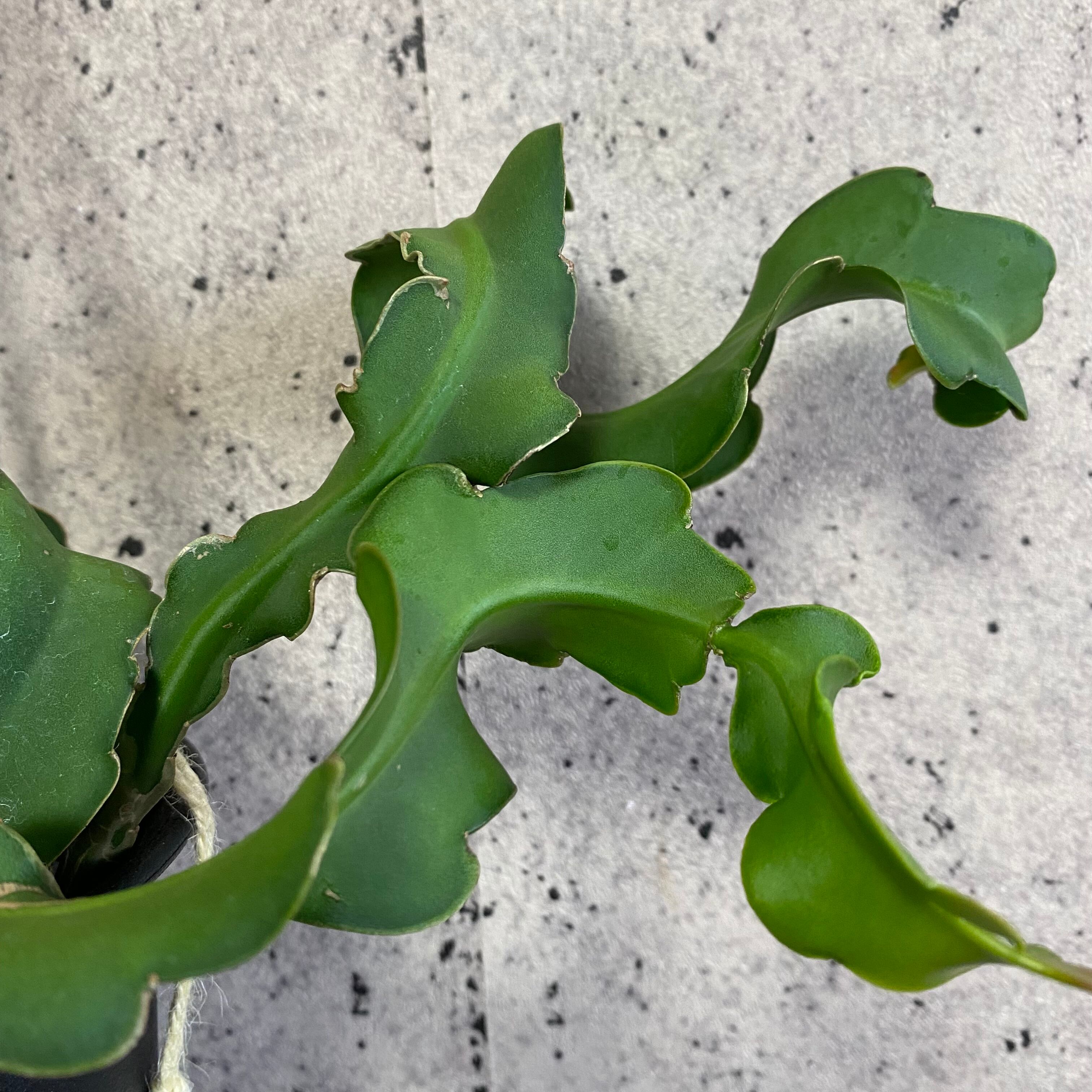 エピフィラム グアテマレンシス ハンキング 1ポット Planet Plants プラネットプランツ