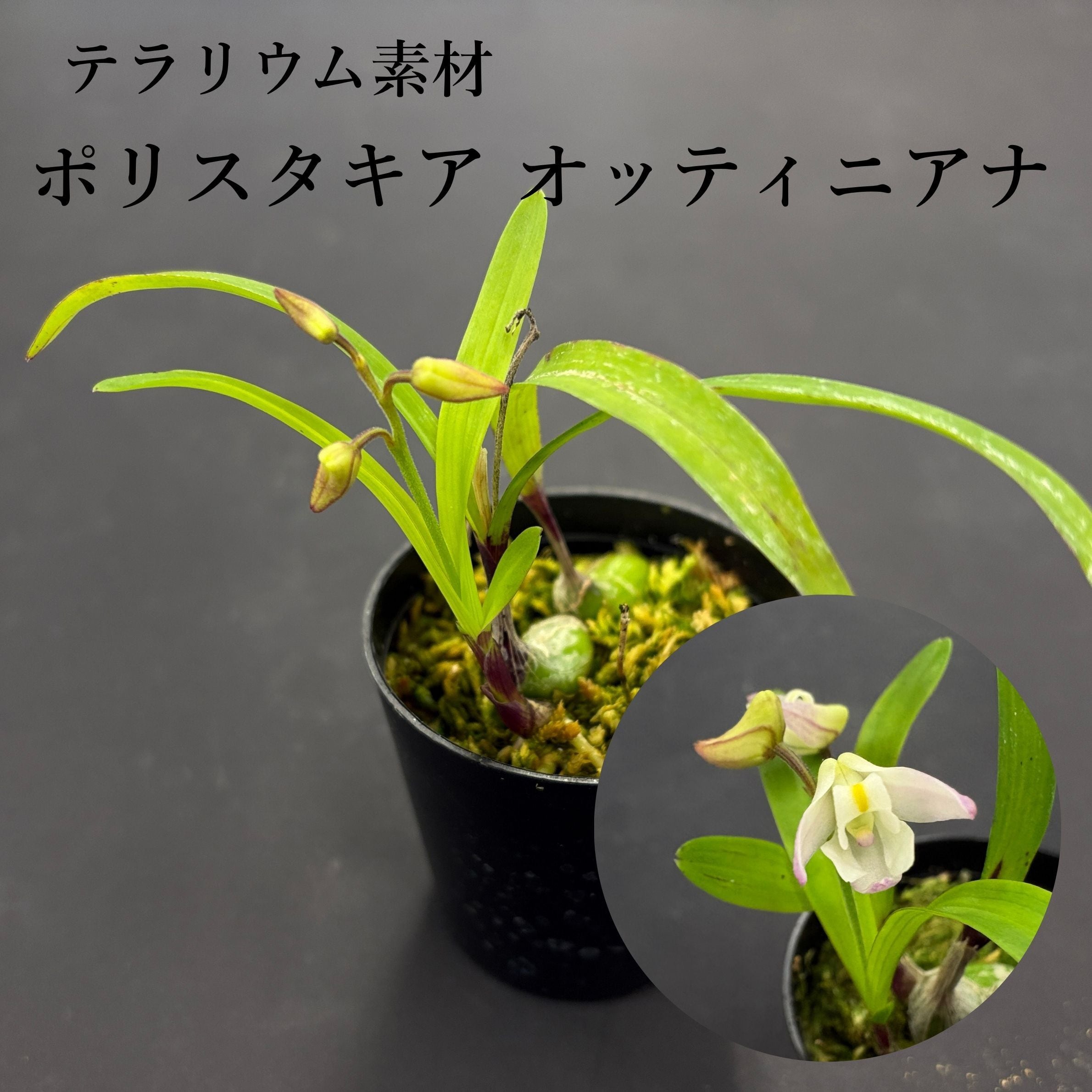 斑入り】メディオカルカ デコラタム Mediocalcar decoratum【着生ラン
