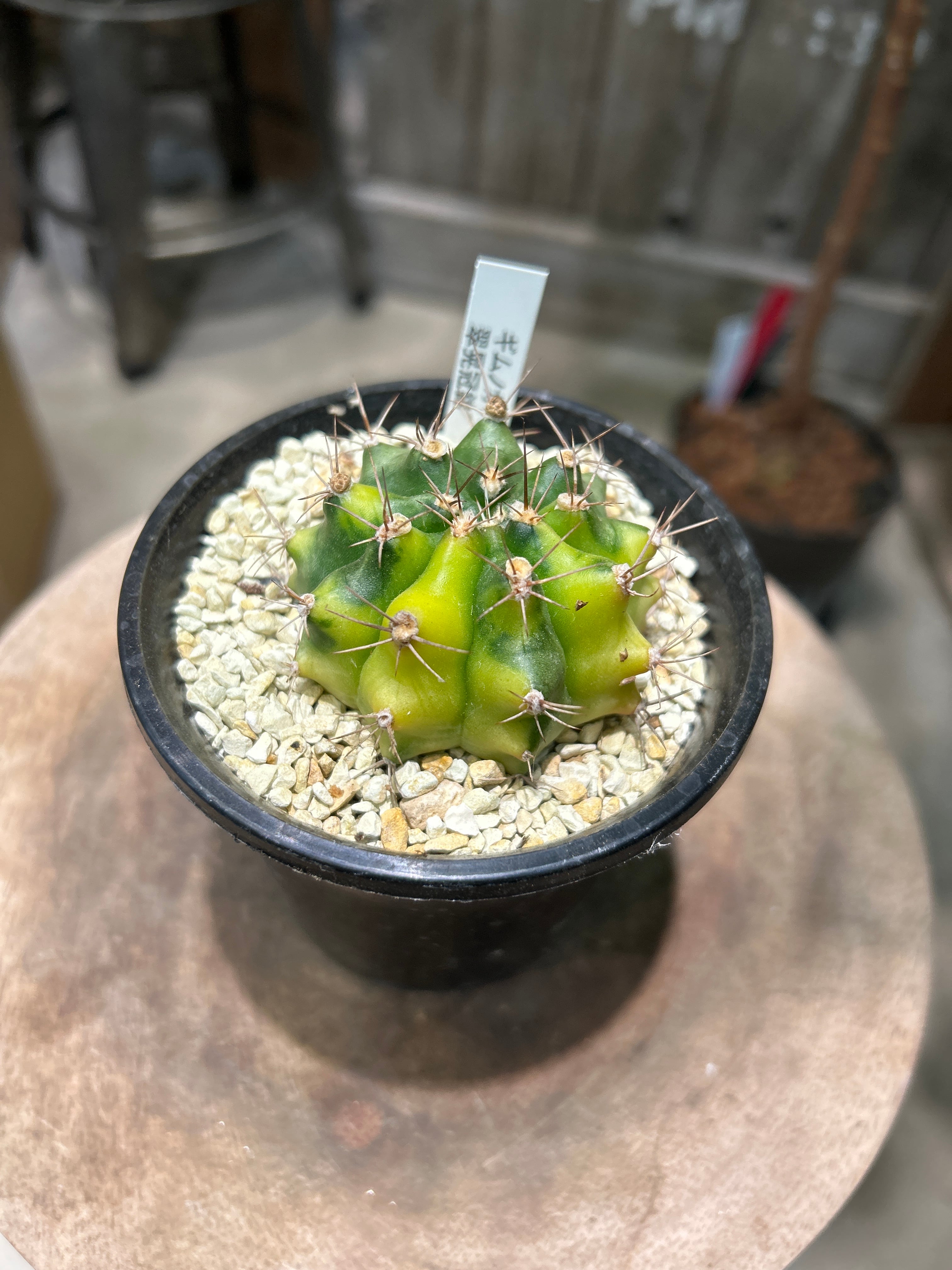ホヤ カルノーサ スージーQ | MIDORIYA 観葉植物専門店