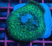 BounceMushroom 3
