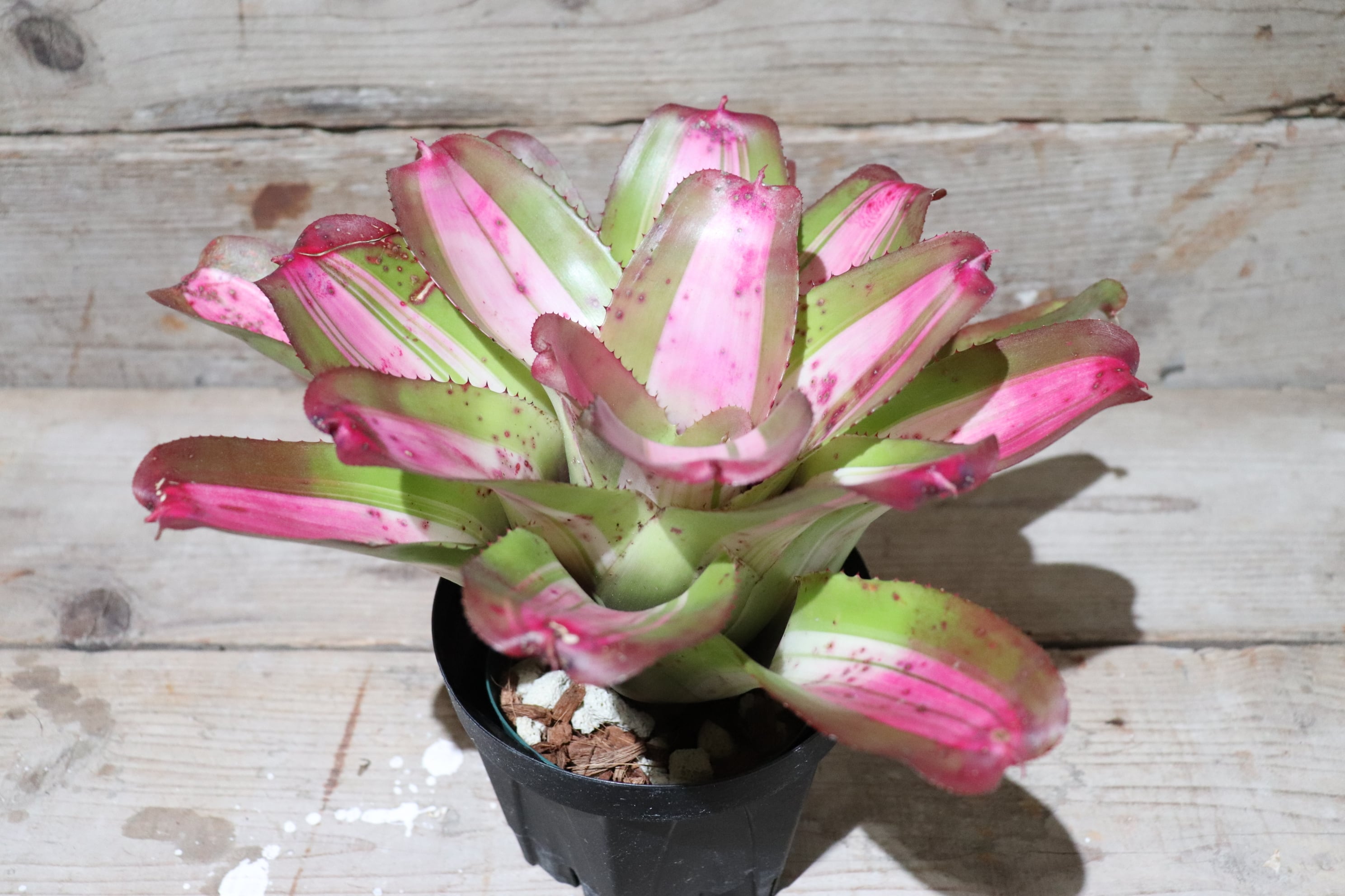 送料無料】Neoregelia 'Chef David'〔ネオレゲリア〕現品発送N0032