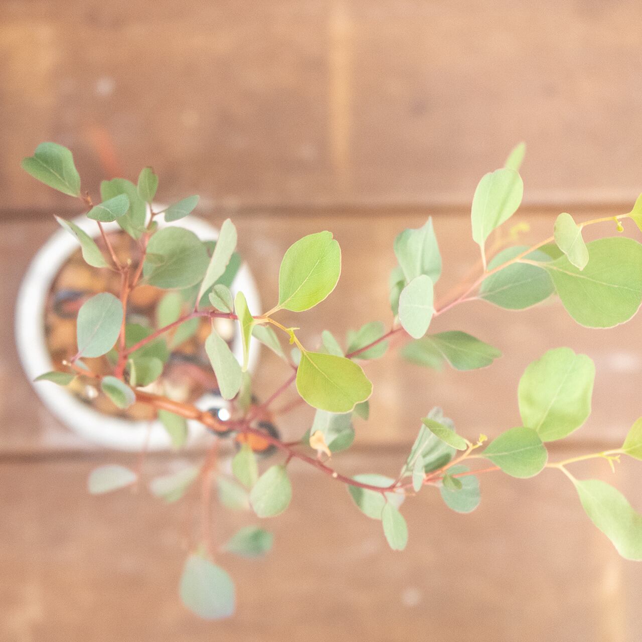 ユーカリ・ポポラス｜しなやかな曲がり枝が美しいモダン盆栽仕立て【手づくりモルタル鉢】