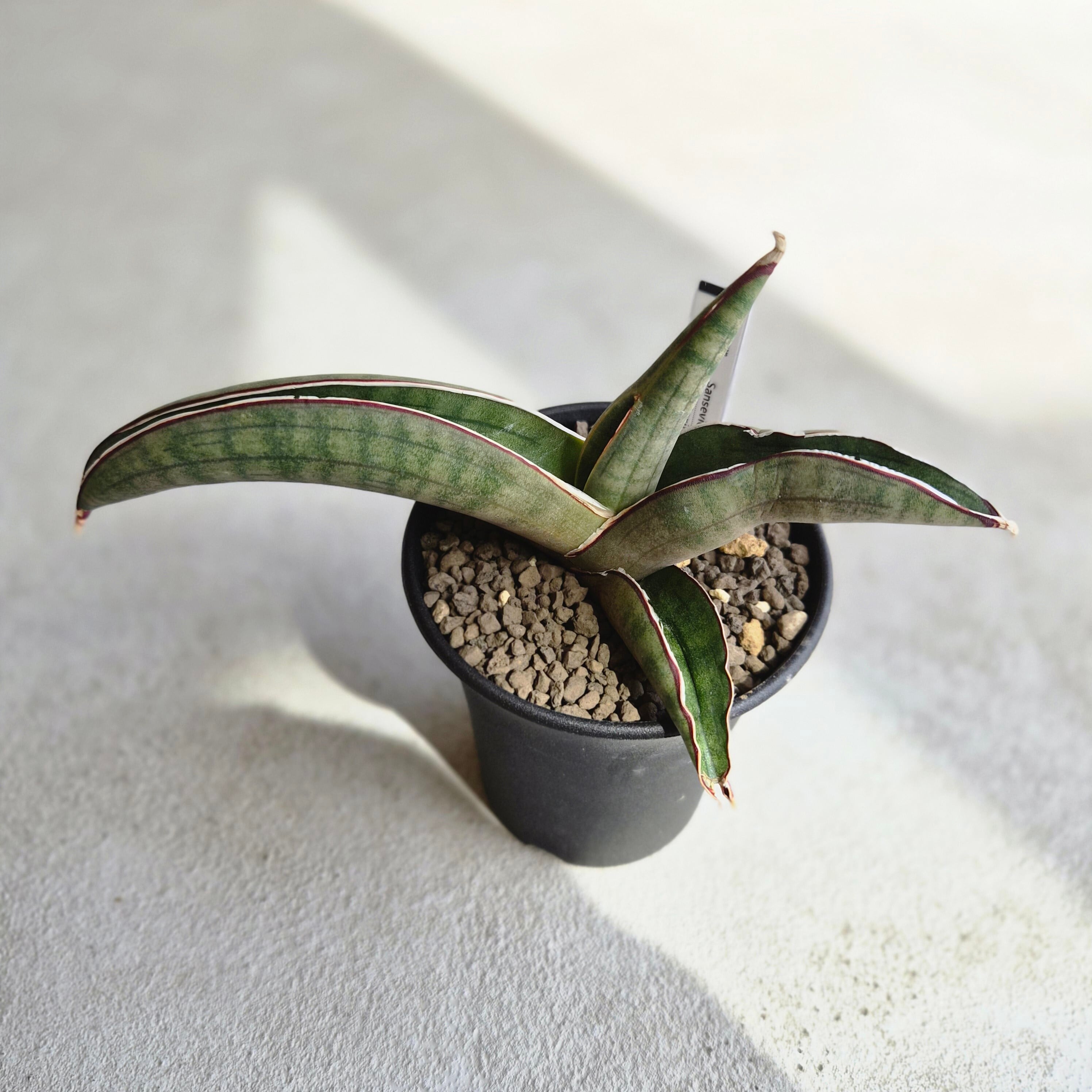 サンスベリア　プフィステリー　③ Sansevieria pfeisteri サンスベリア・プフィステリー(M) | Plants Baka