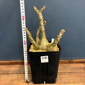 【新着3日限定10%OFF】パキポディウム　ウィンゾリー【844】