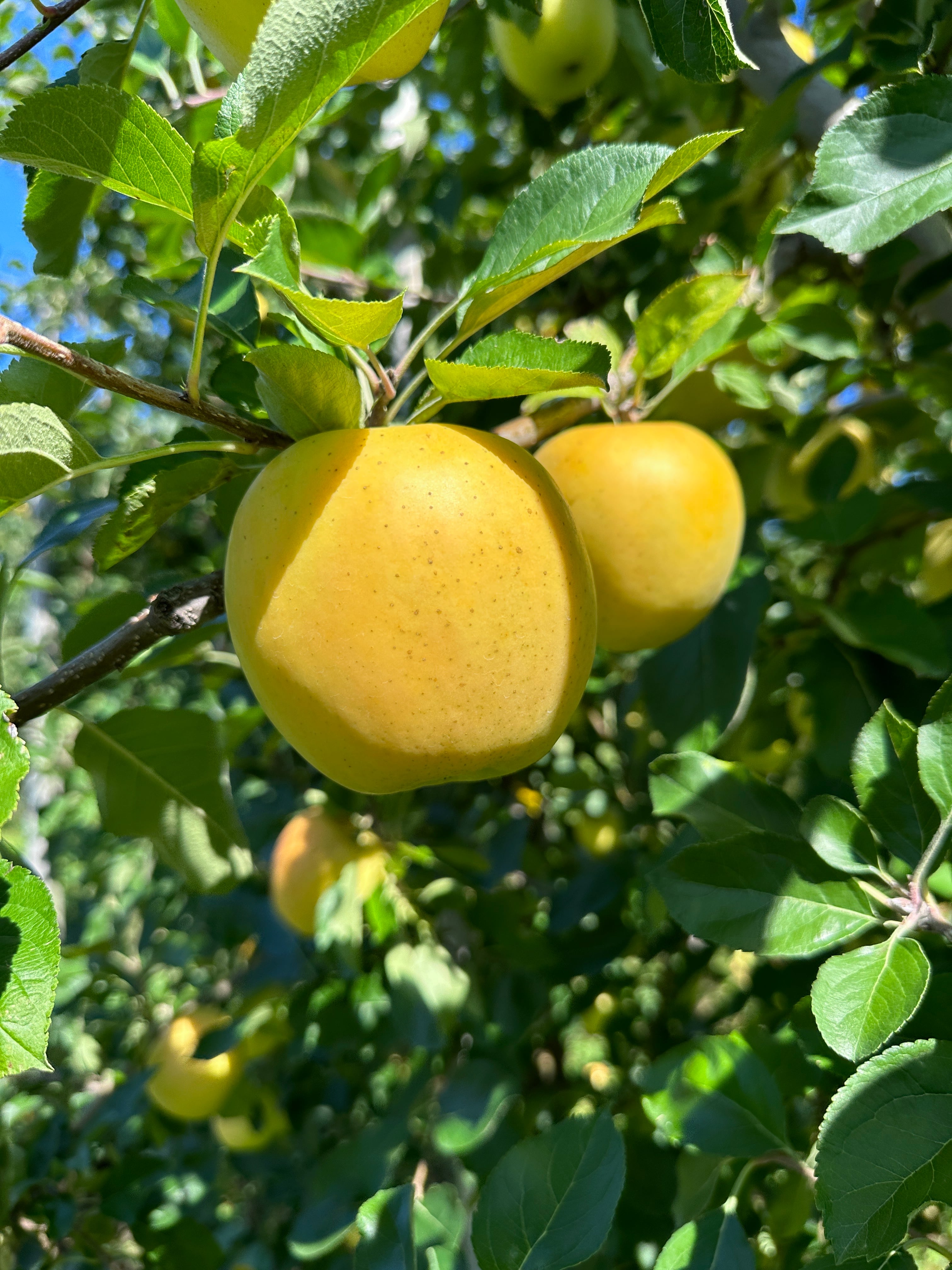 縁(よすが)のときりんご】ジュース(1L)6本セット | 合同会社トキ