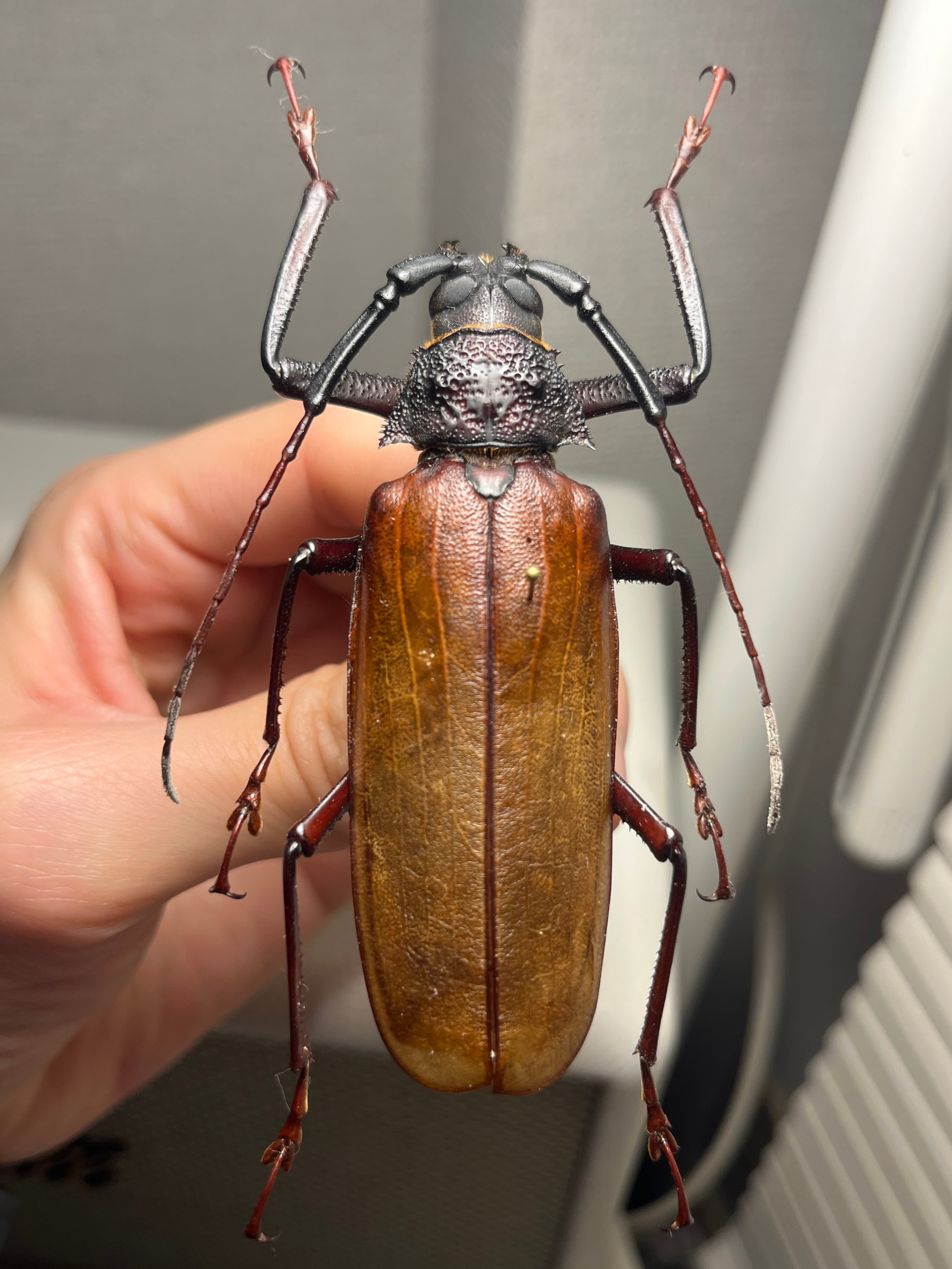 84mm】コゲチャトゲフチオオウスバカミキリ 昆虫標本 ハナムグリ