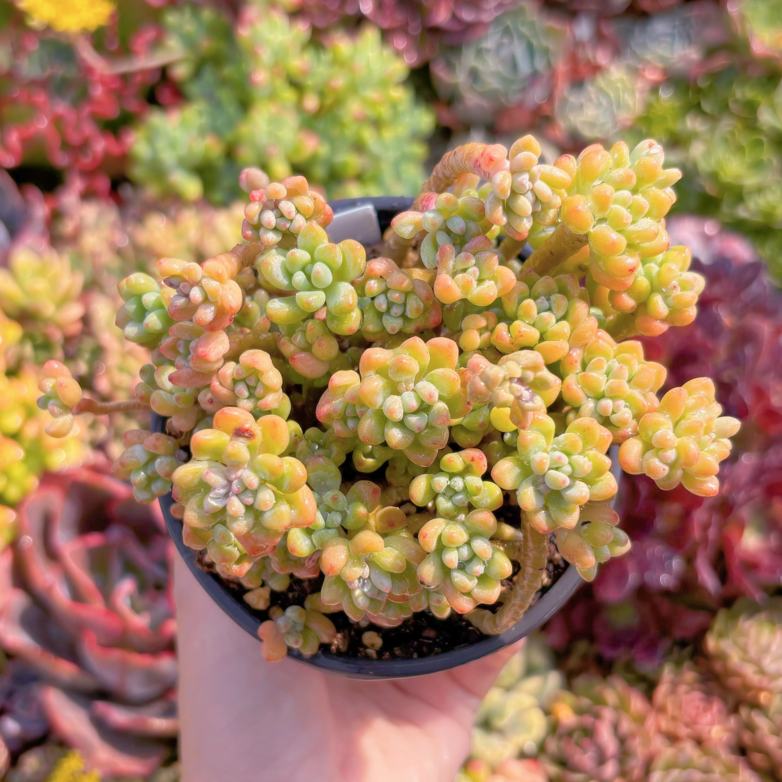 現品　ピンクビーン#M160　るる農園