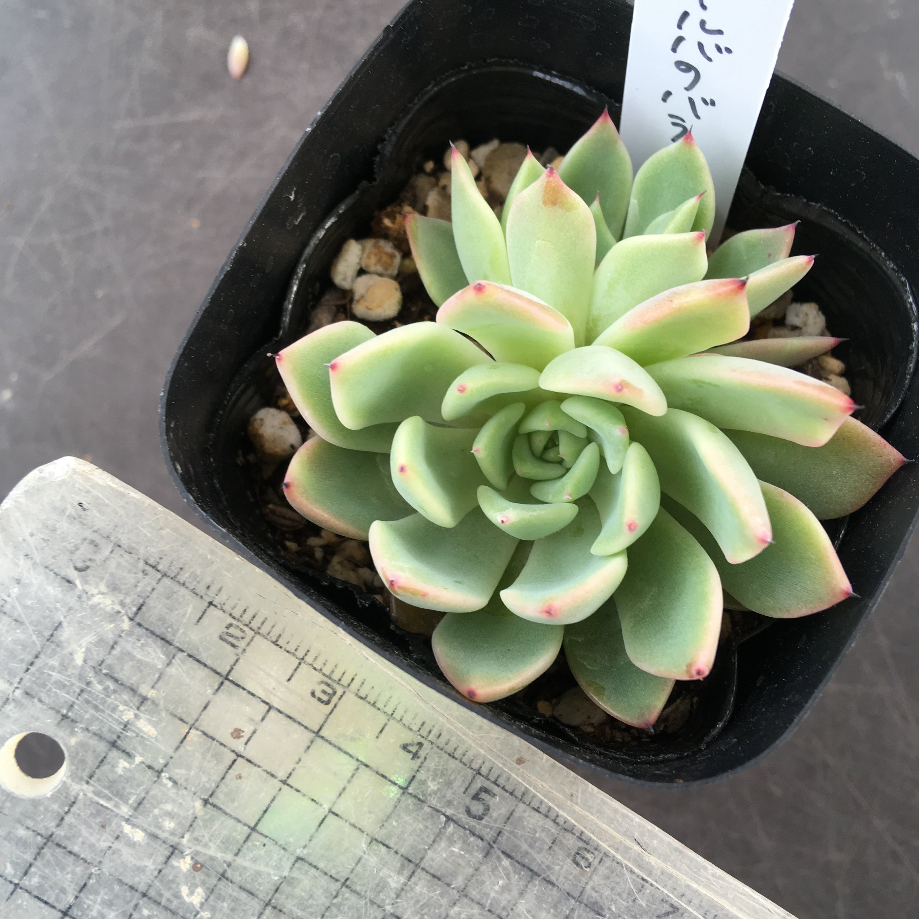 ギルバのバラ Rupo 多肉植物専門店