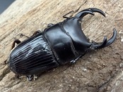 【WD】《パラレルスネブトクワガタ 46mm ペア》