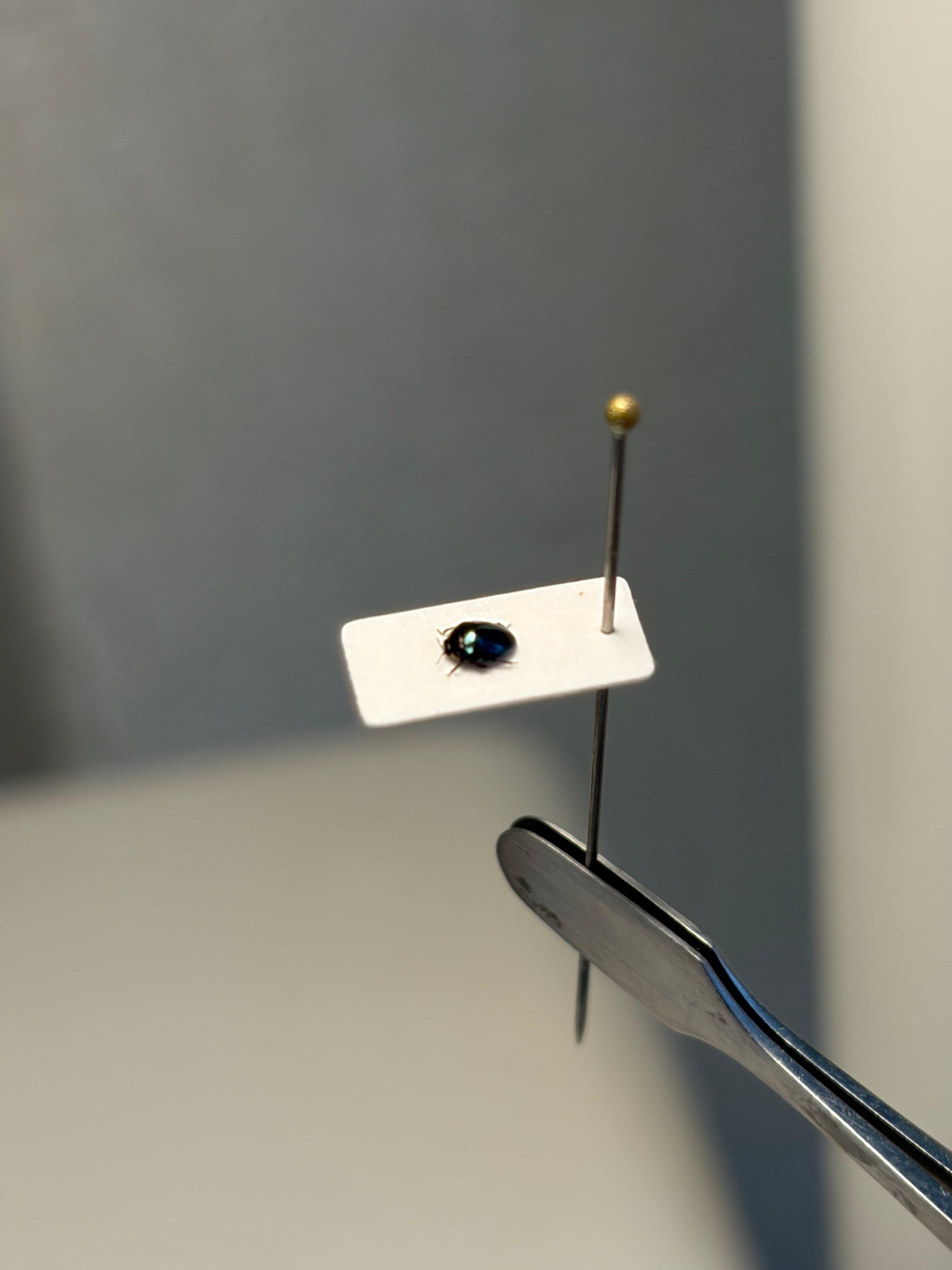 【2mm】多分極小ハムシの一種 標本 ハナムグリカナブン プラチナコガネタマムシ 2mm】多分極小ハムシの一種 標本 ハナムグリカナブン プラチナコガネ