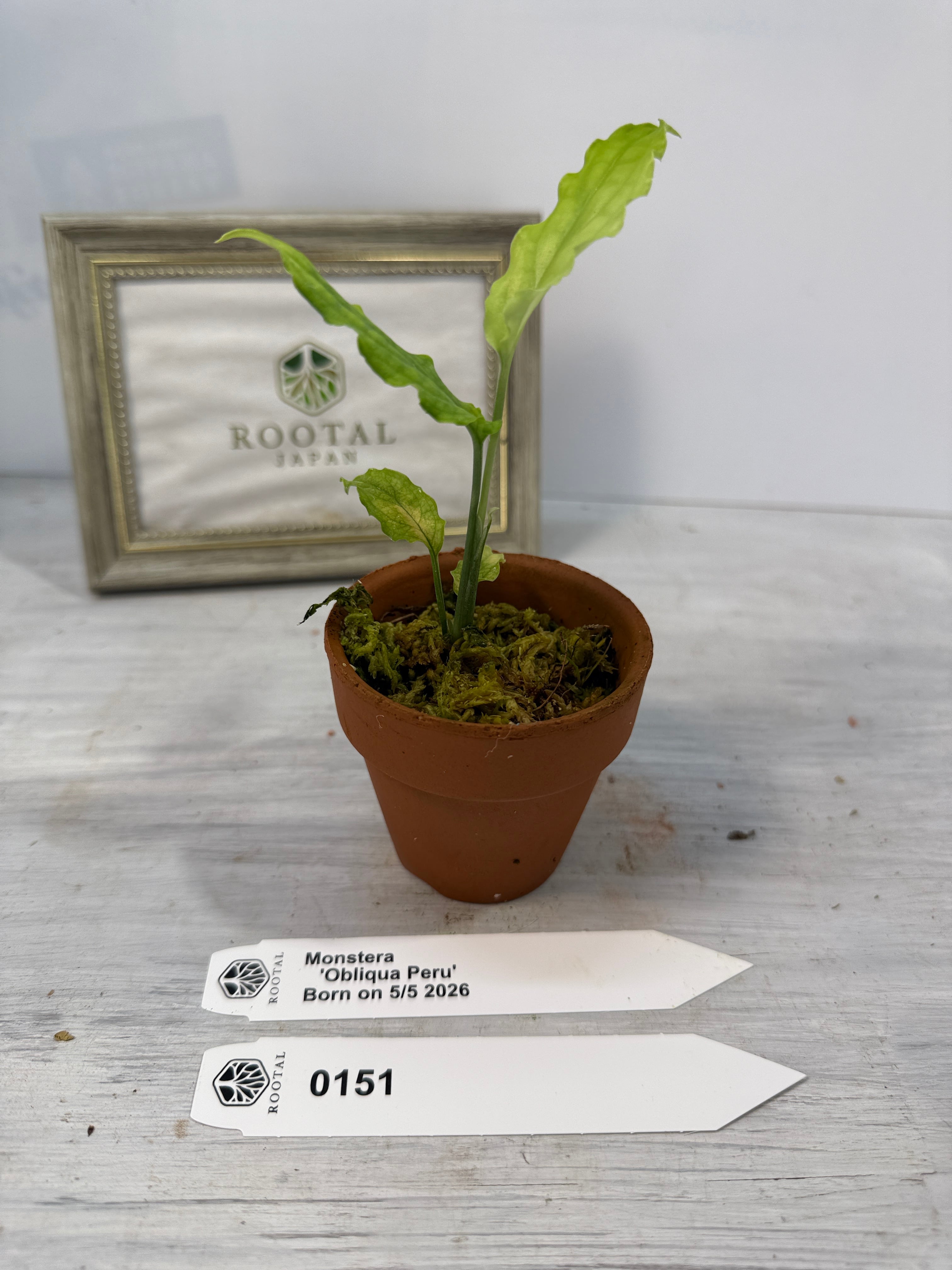 モンステラ | ROOTALPLANTS