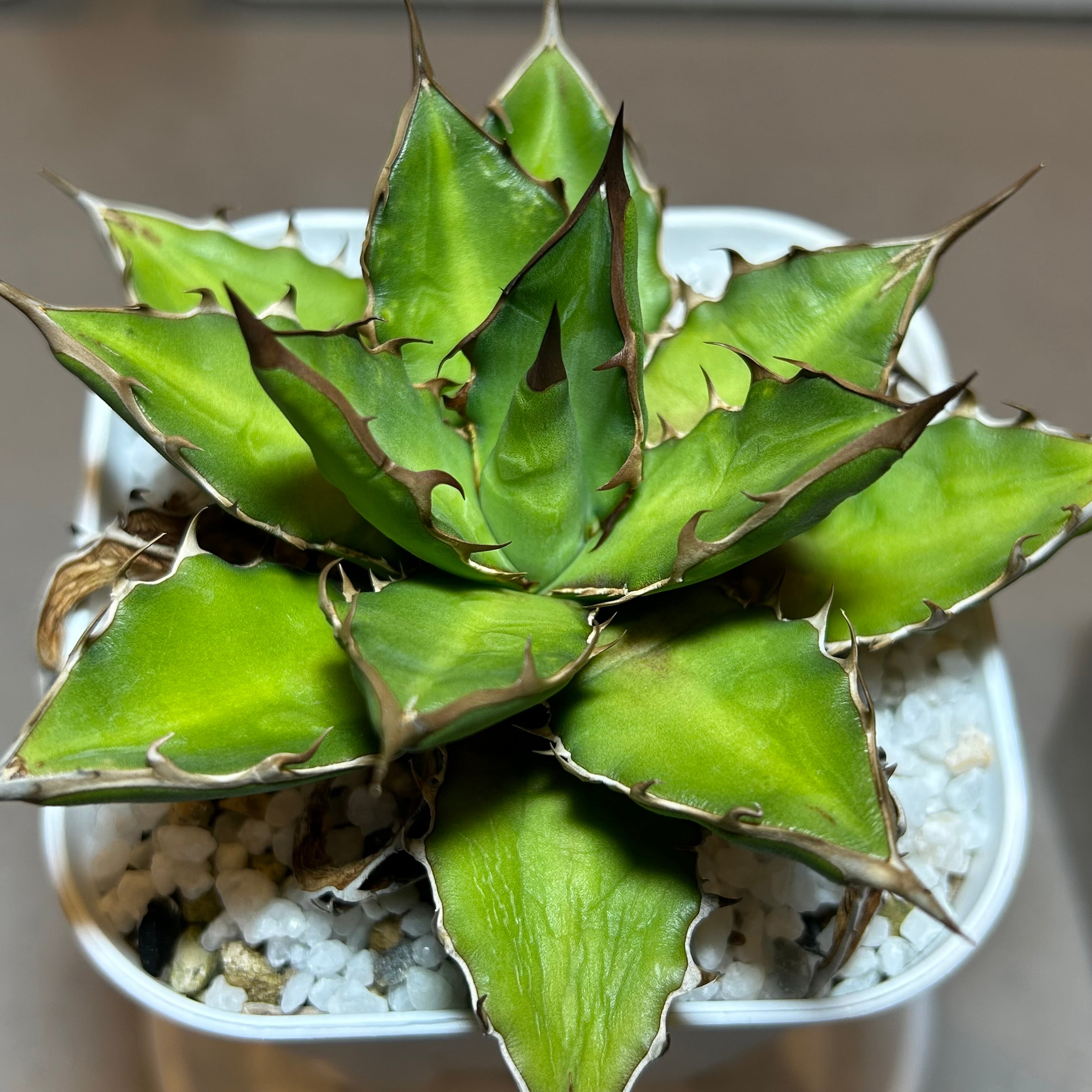 73.萬代厳竜(ロファンサ×チタノタHyb)/Agave lophantha×titanota hyb