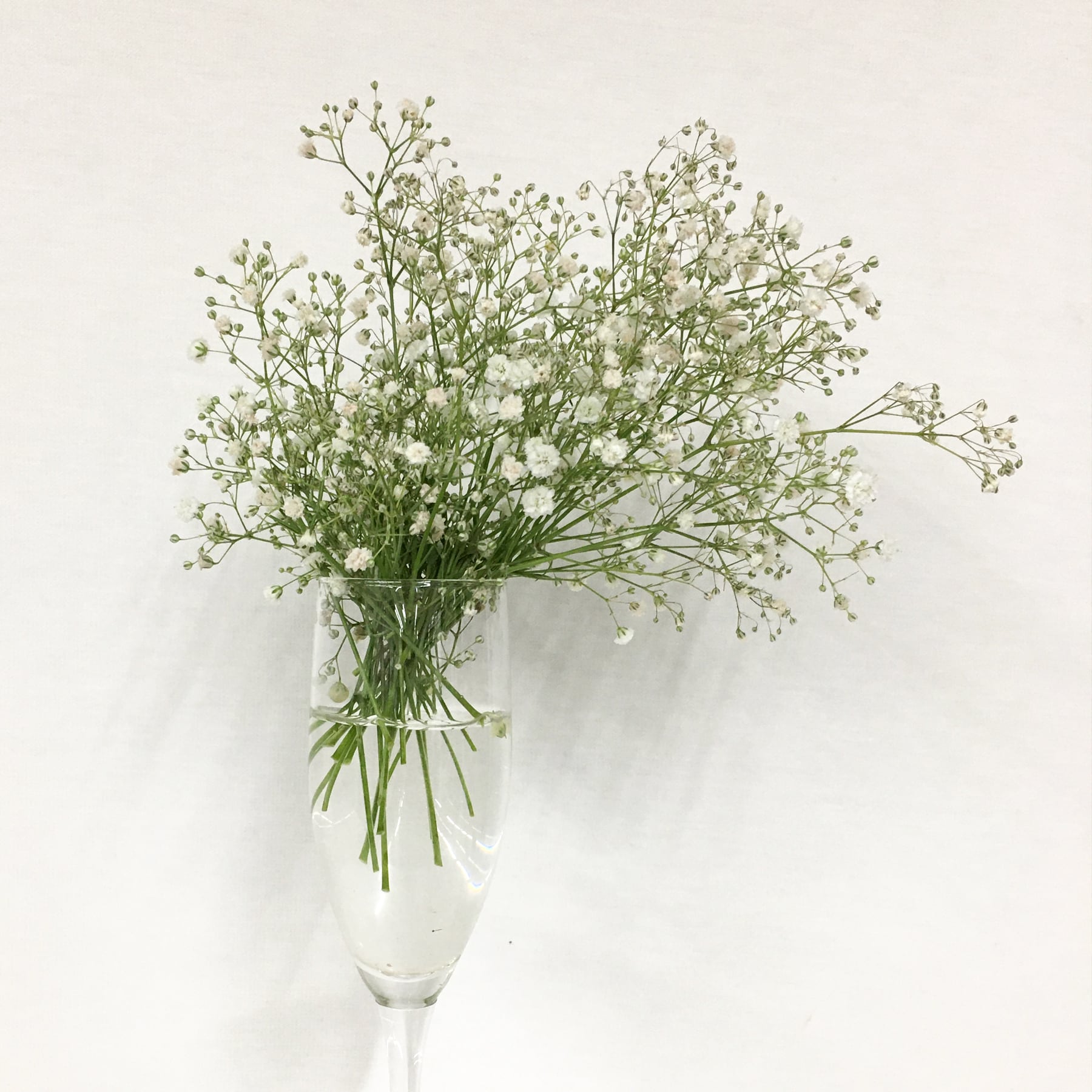 かすみ草〈Baby's breath〉｜切り花・生花〈フラワーロス削減〉 | 2020