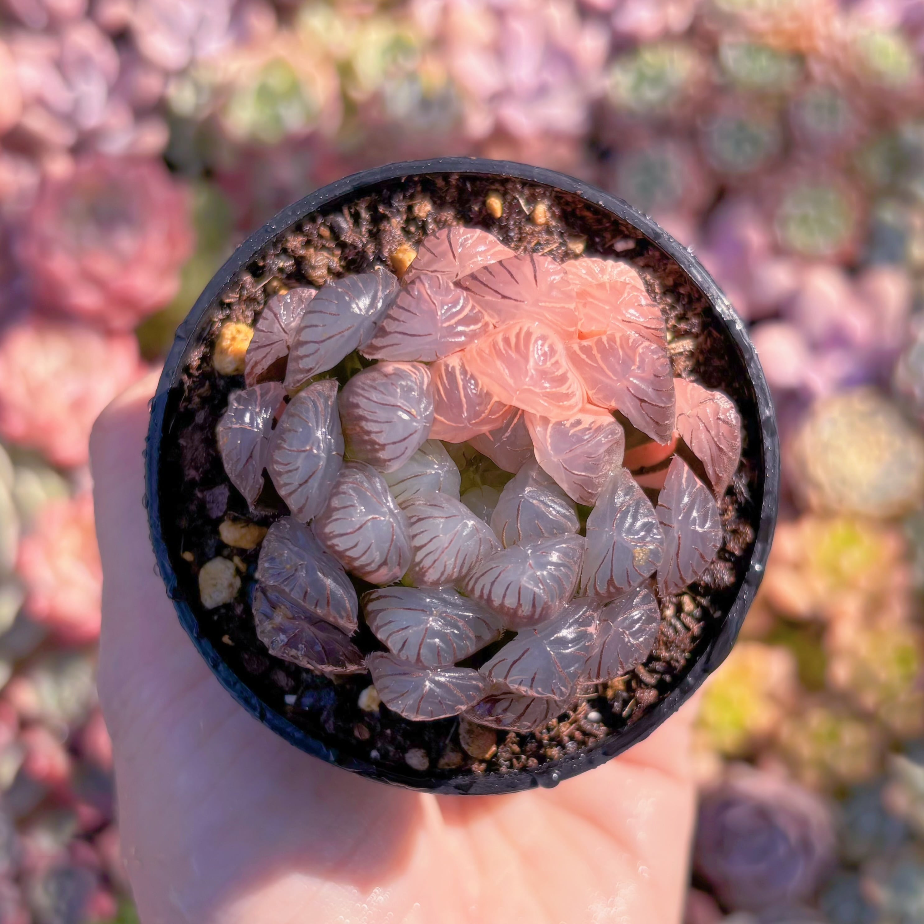 多肉植物　ハオルチア　オブツーサ錦　新入荷　るる農園