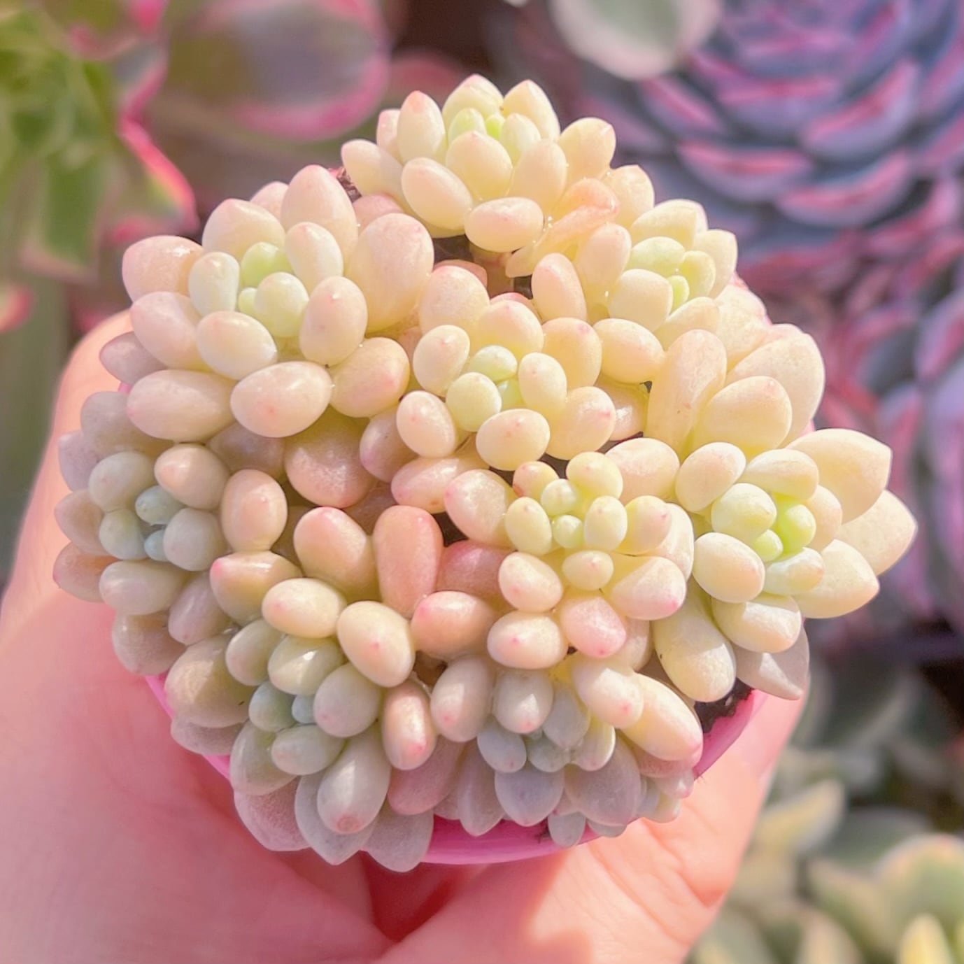 多肉植物　ロココ　8頭　新入荷　るる農園