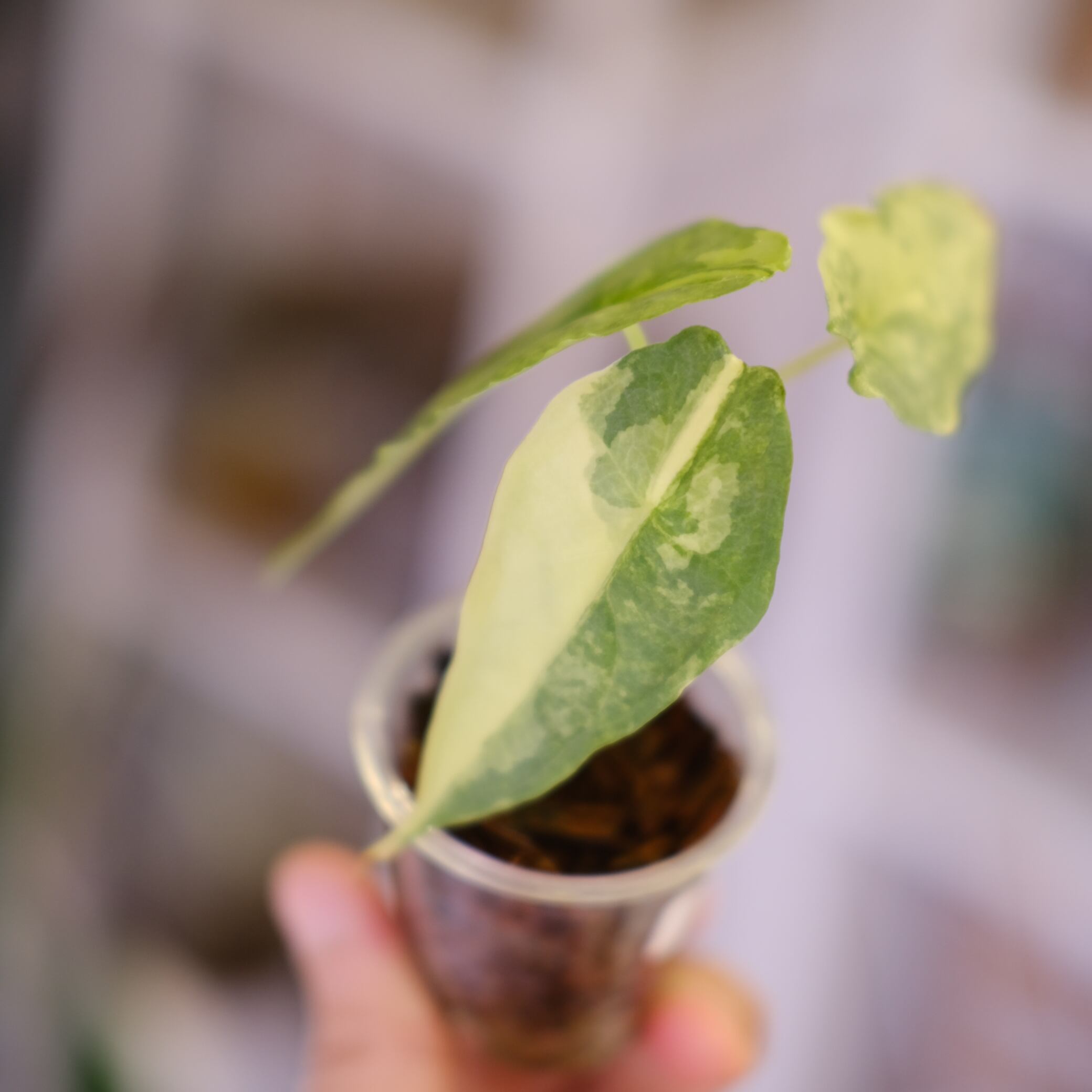 Alocasia 'Dragon Breath' aurea｜アロカシア ドラゴンブレス オーレア