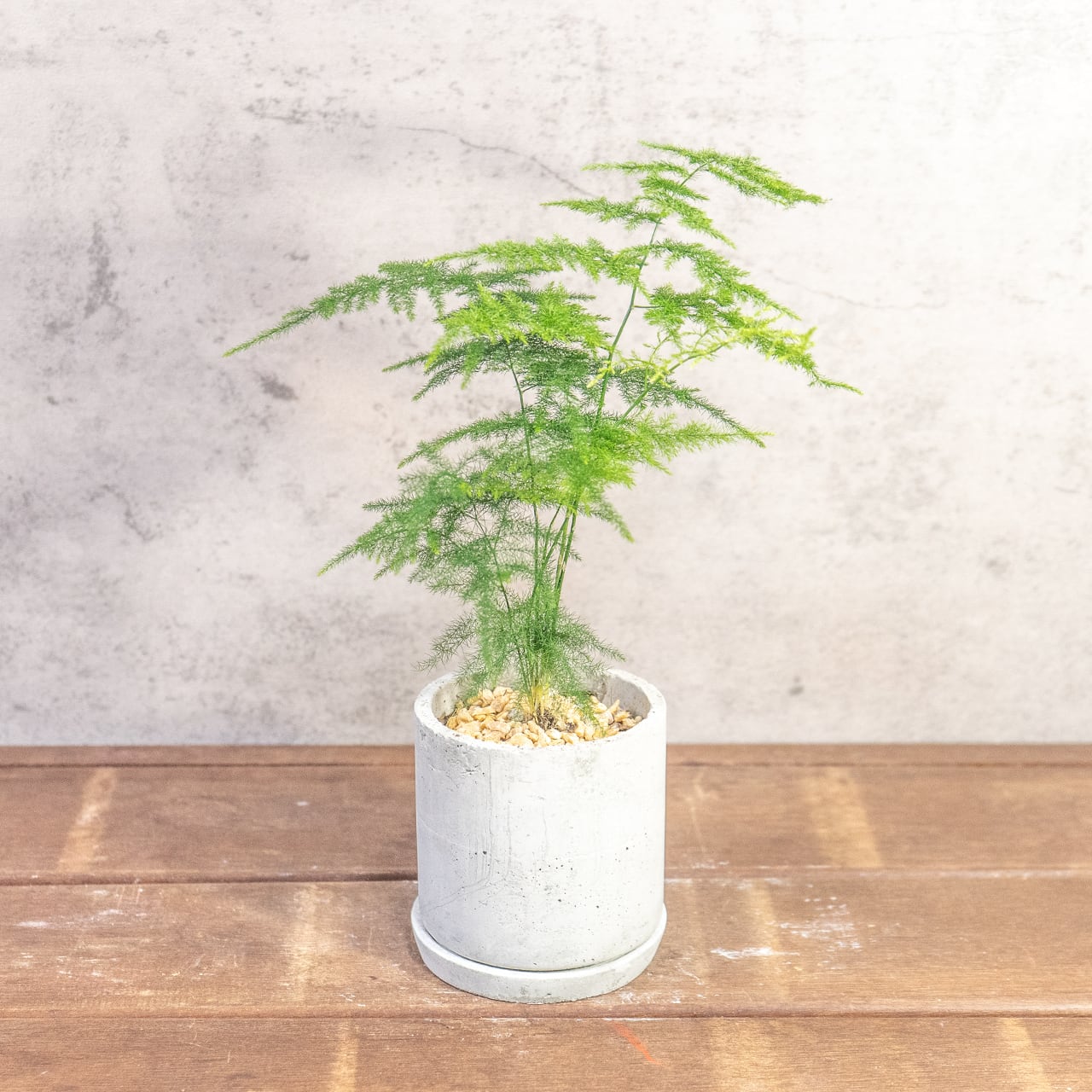 繊細なレースのような造形が際立つアスパラガス・プルモーサスナナス｜無骨な質感が植物を惹き立てる【手づくりモルタル鉢】の一点物／虫発生抑制【全国一律送料850円】