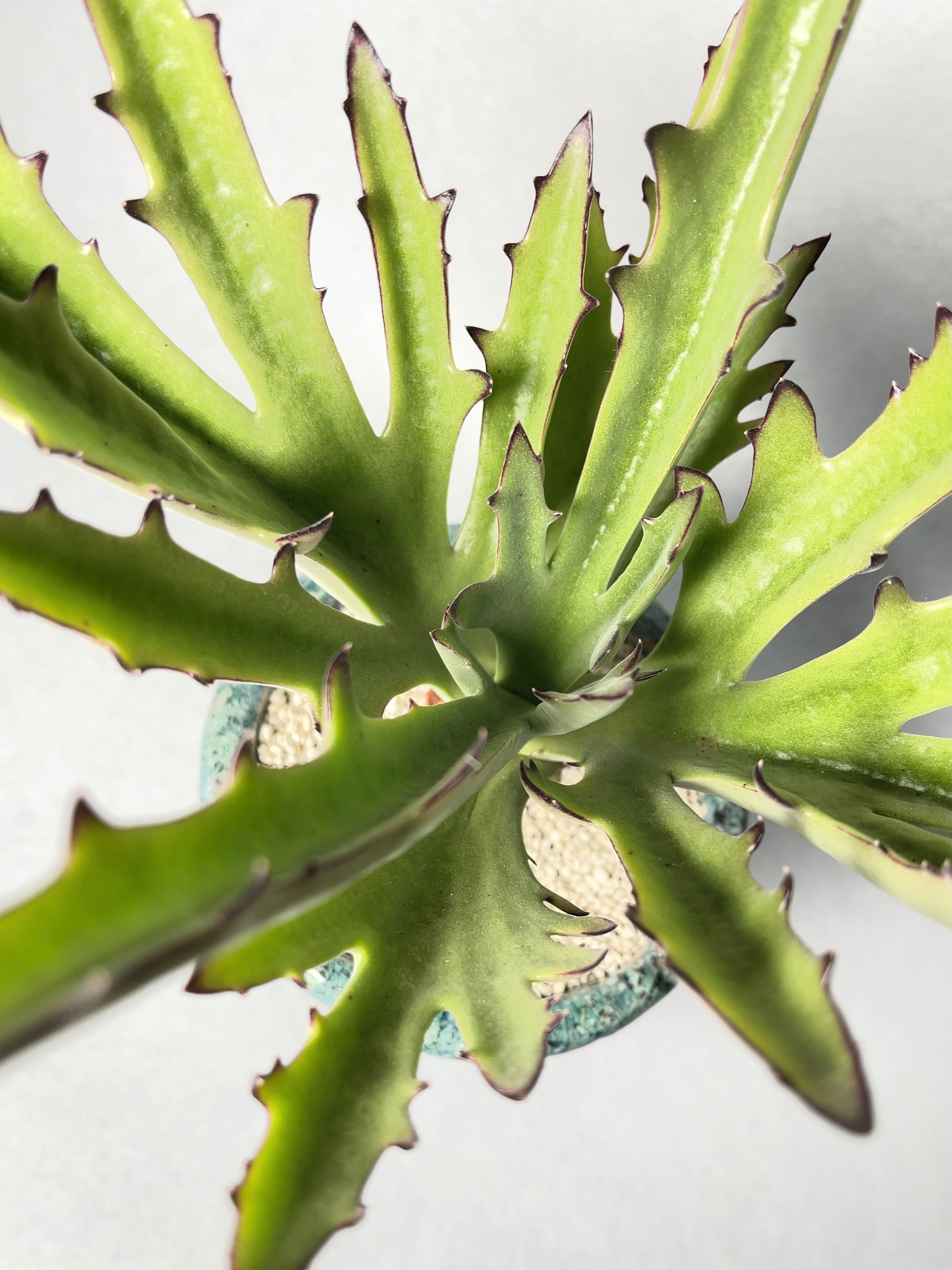 カランコエ・シンセパラ・デセプタ | trigger