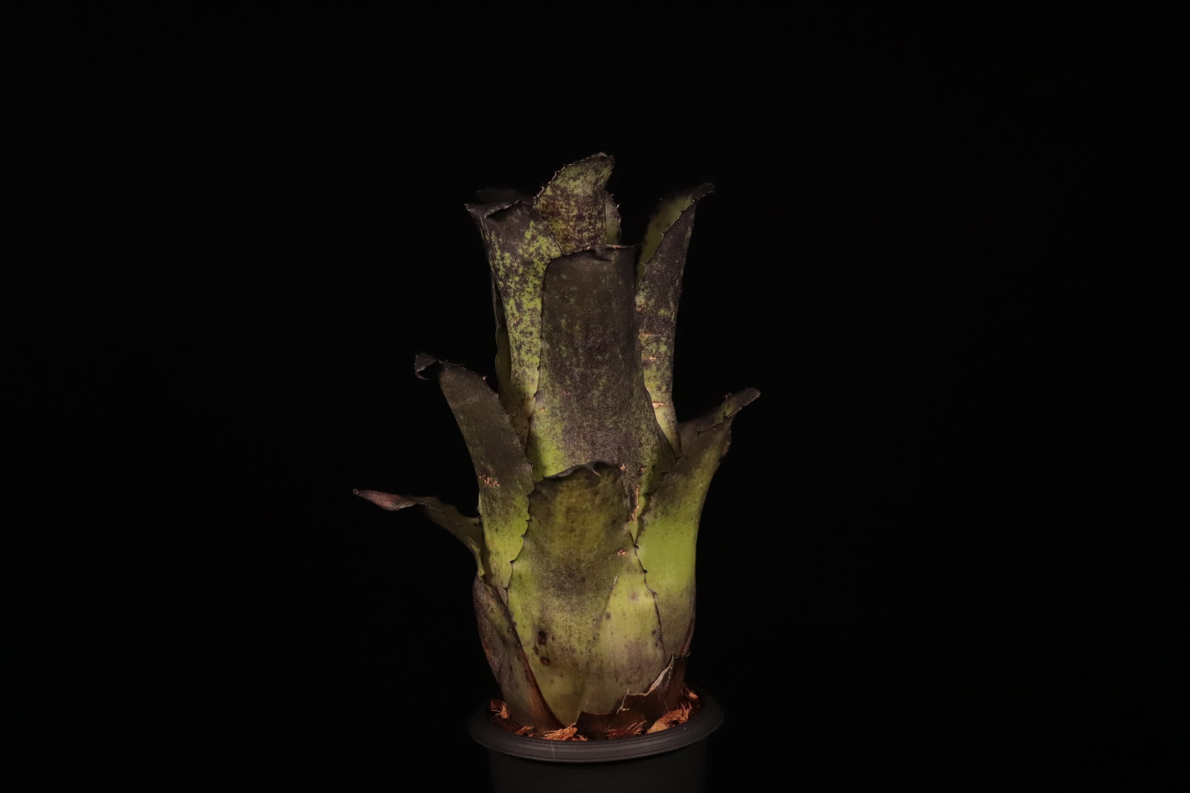 送料無料】Hohenbergia sp. 357 × leopoldo-horstii (black clone