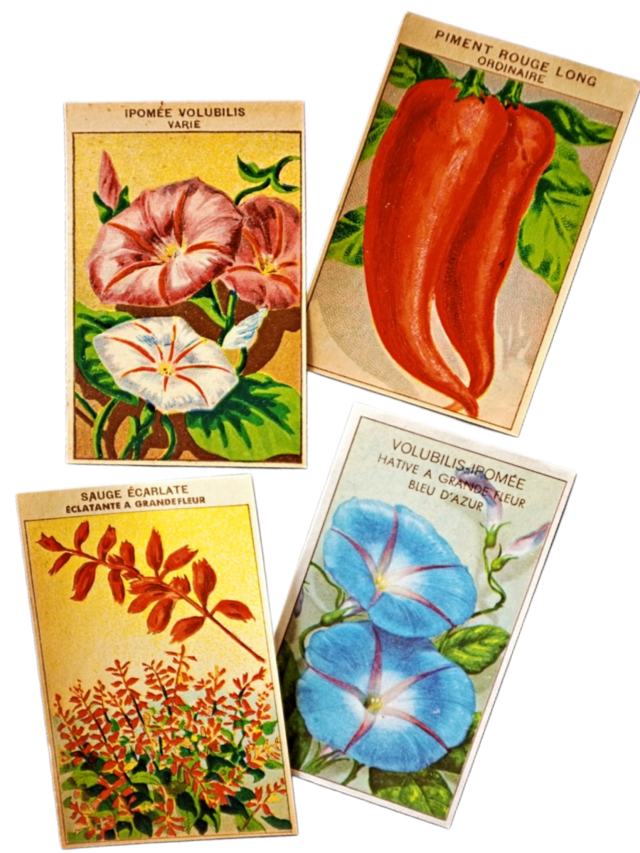 20s フランス ４set 膨満な花々と野菜たち 種子袋用ラベルn アンティーク