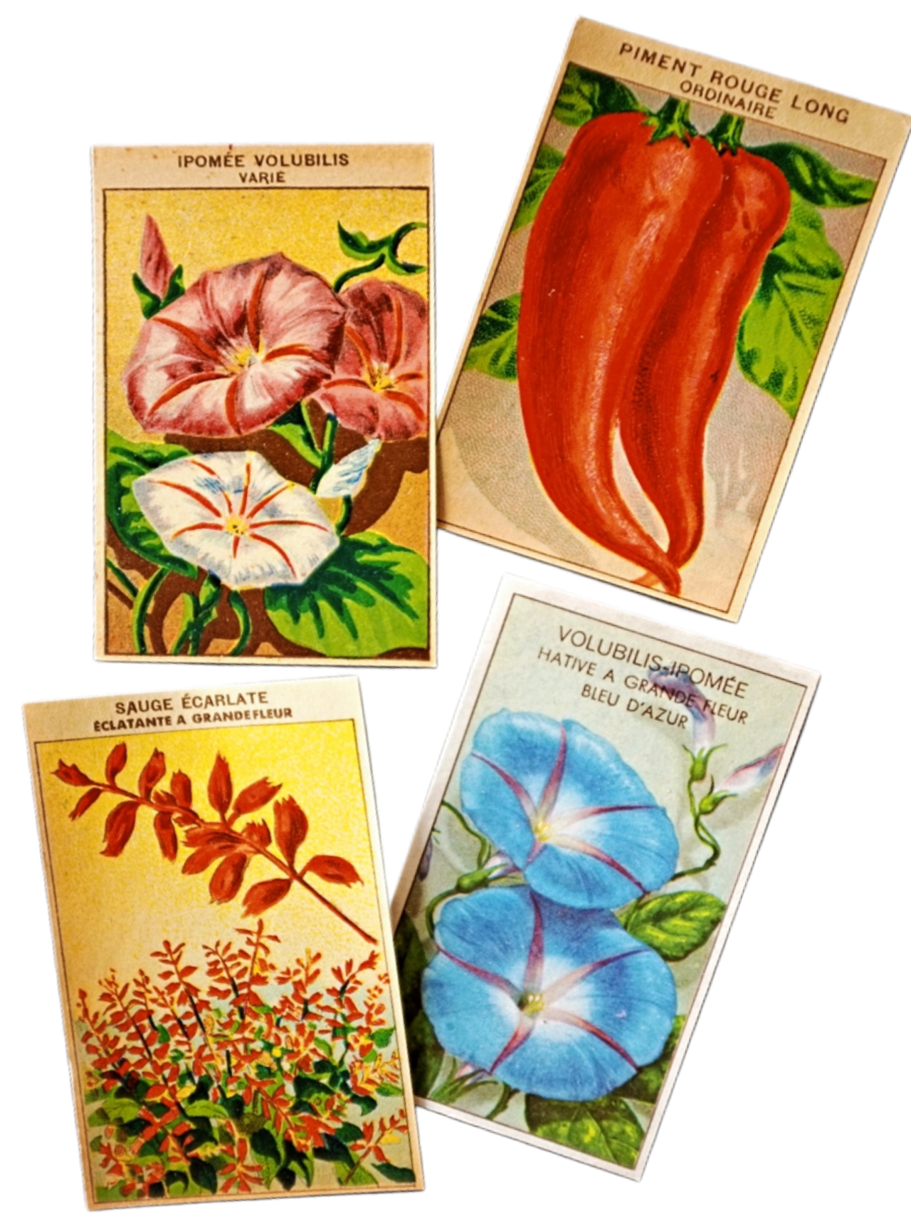 20s フランス 4set 膨満な花々と野菜たち 種子袋用ラベルn アンティーク