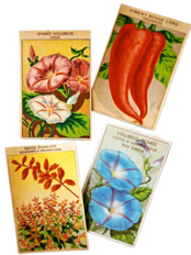 20s フランス 4set 膨満な花々と野菜たち 種子袋用ラベルn アンティーク