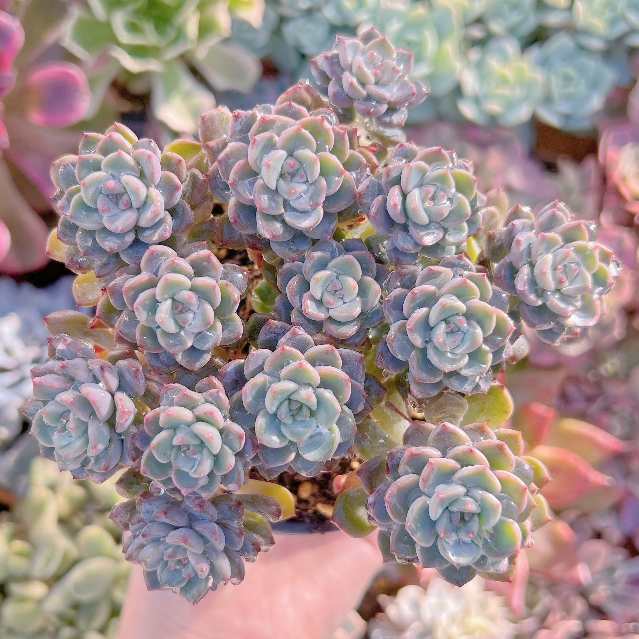 現品　ベビードール#698　群生　新入荷