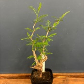 【新着3日限定10%OFF】センナ　メリディオナリス【834】