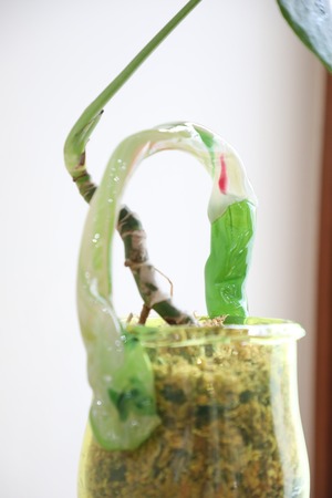 【citron】ガラスアーティスト ”Yuri Iwamoto”×翠堂明 コラボ作品