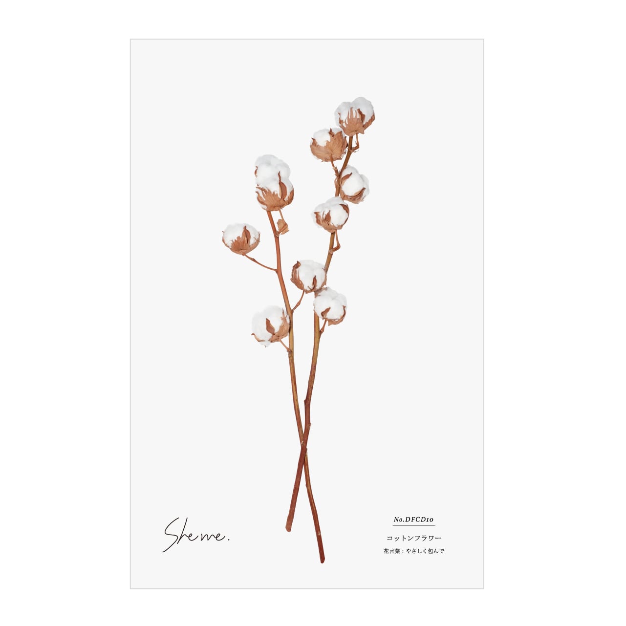 No.DFCD10 ドライフラワーカード《コットンフラワー》 | She me.