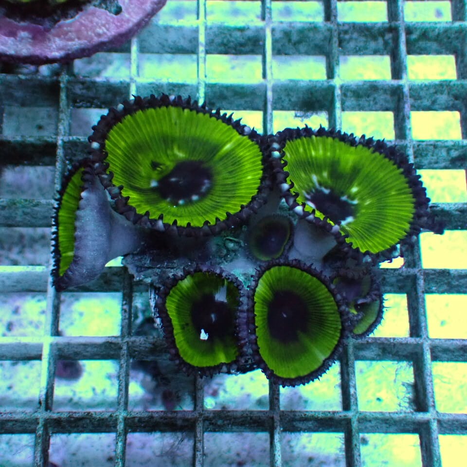 マメスナギンチャク / Zoa | HOUSE REEF(ハウスリーフ)サンゴ・海水魚