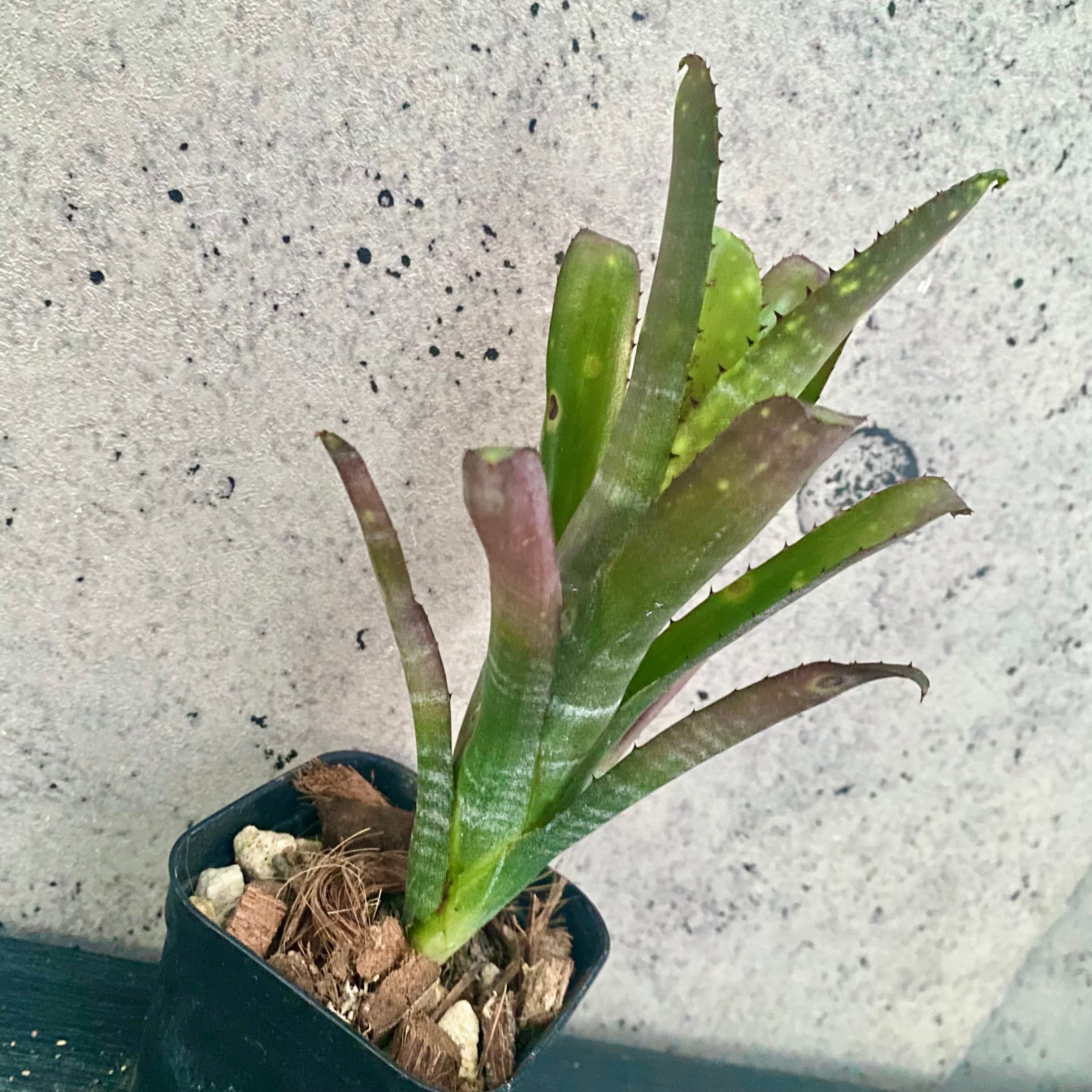 Planet Plants プラネットプランツ