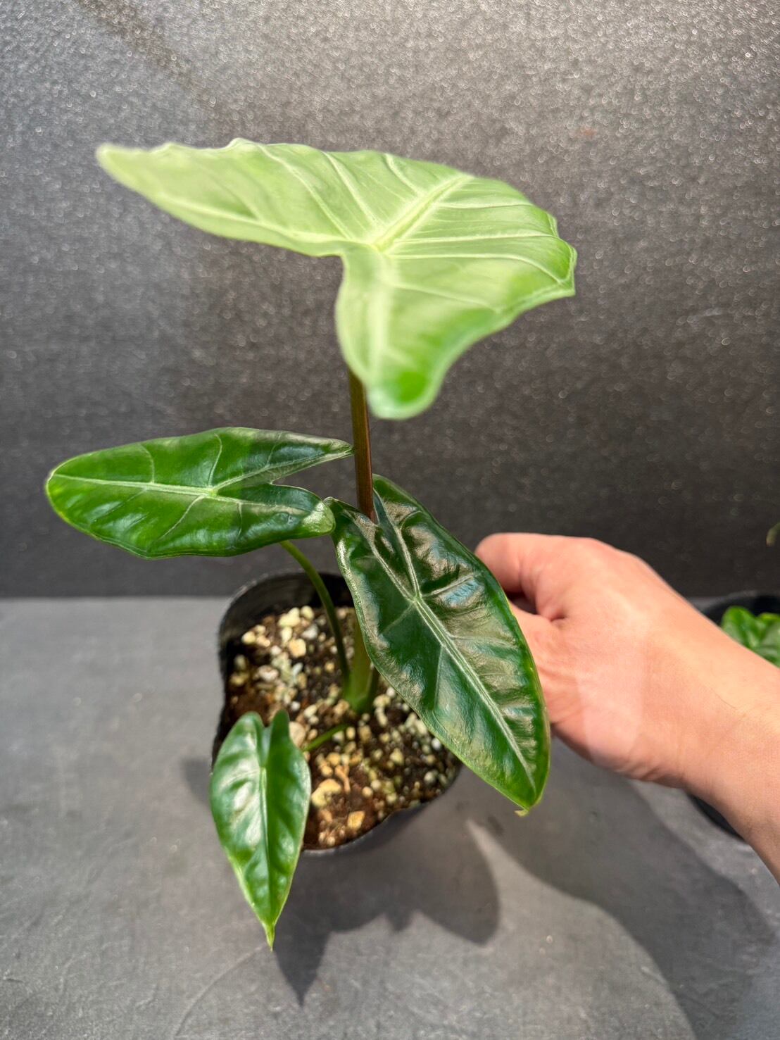 アロカシア・ロンギロバ 4号 | 観葉植物と雑貨のお店 VIVAGREEN