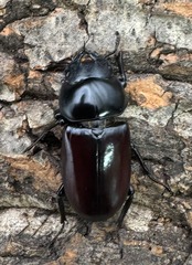 《アローコクワ亜種リエン 71mm ♂♀♀トリオ》