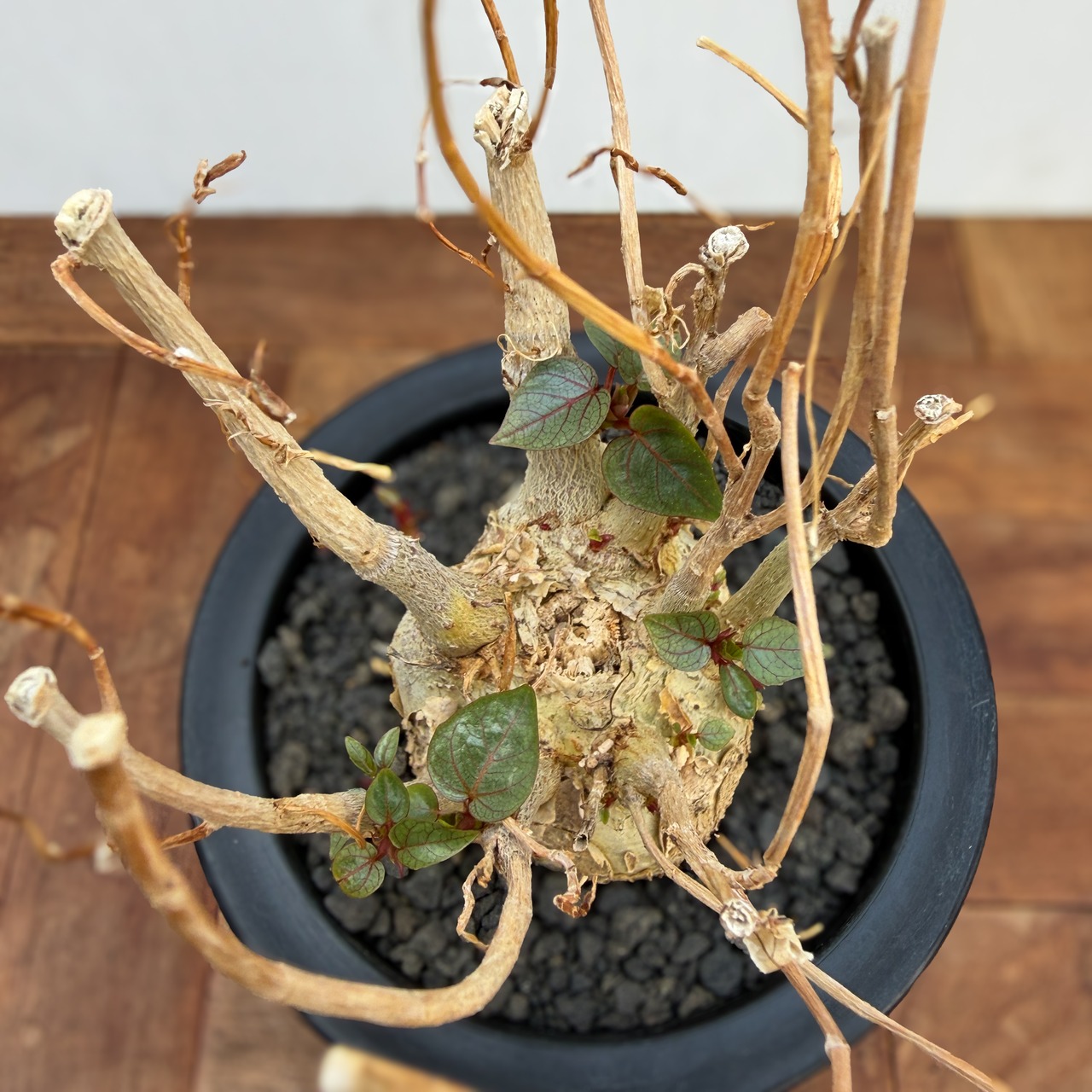 Ficus petiolaris【フィカス・ペティオラリス・実生】