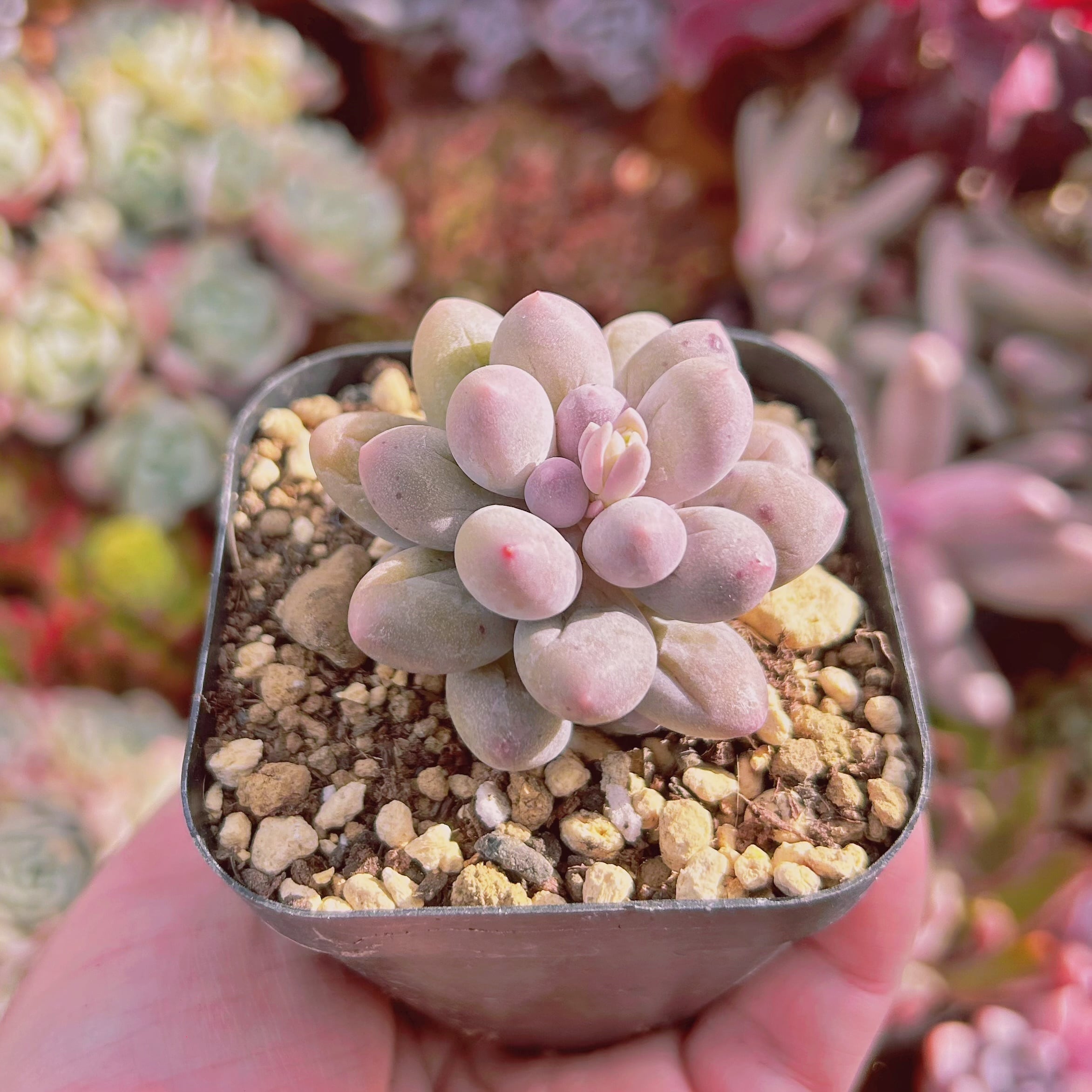 多肉植物 白い恋人 | るる農園~多肉植物専門