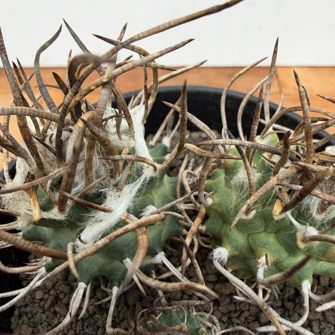 Turbinicarpus schmiedickeanus【ツルビニカルプス・昇竜丸・実生】