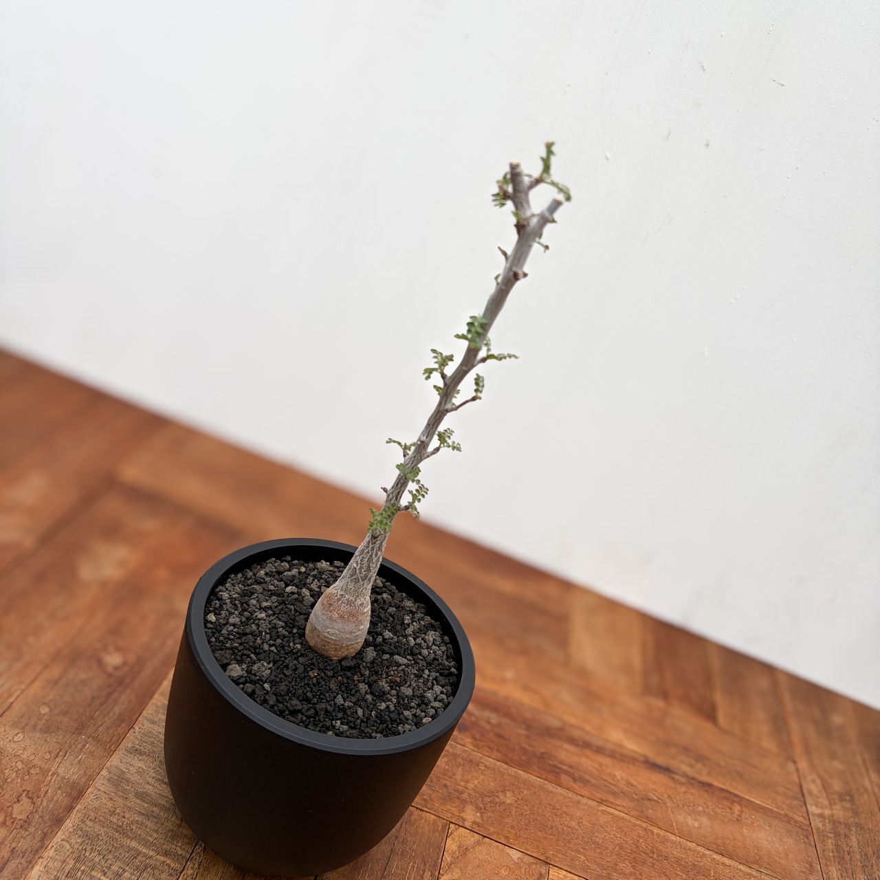 Pachycormus discolor【パキコルムス・象の木・実生】