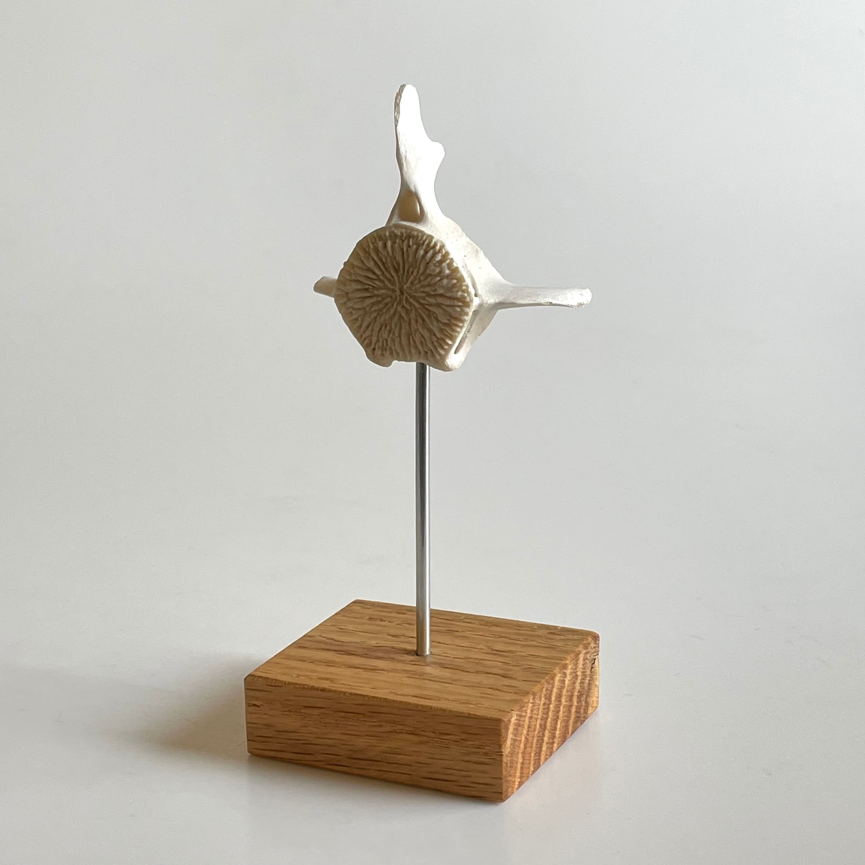 イルカ 骨 オブジェ | 地球屋