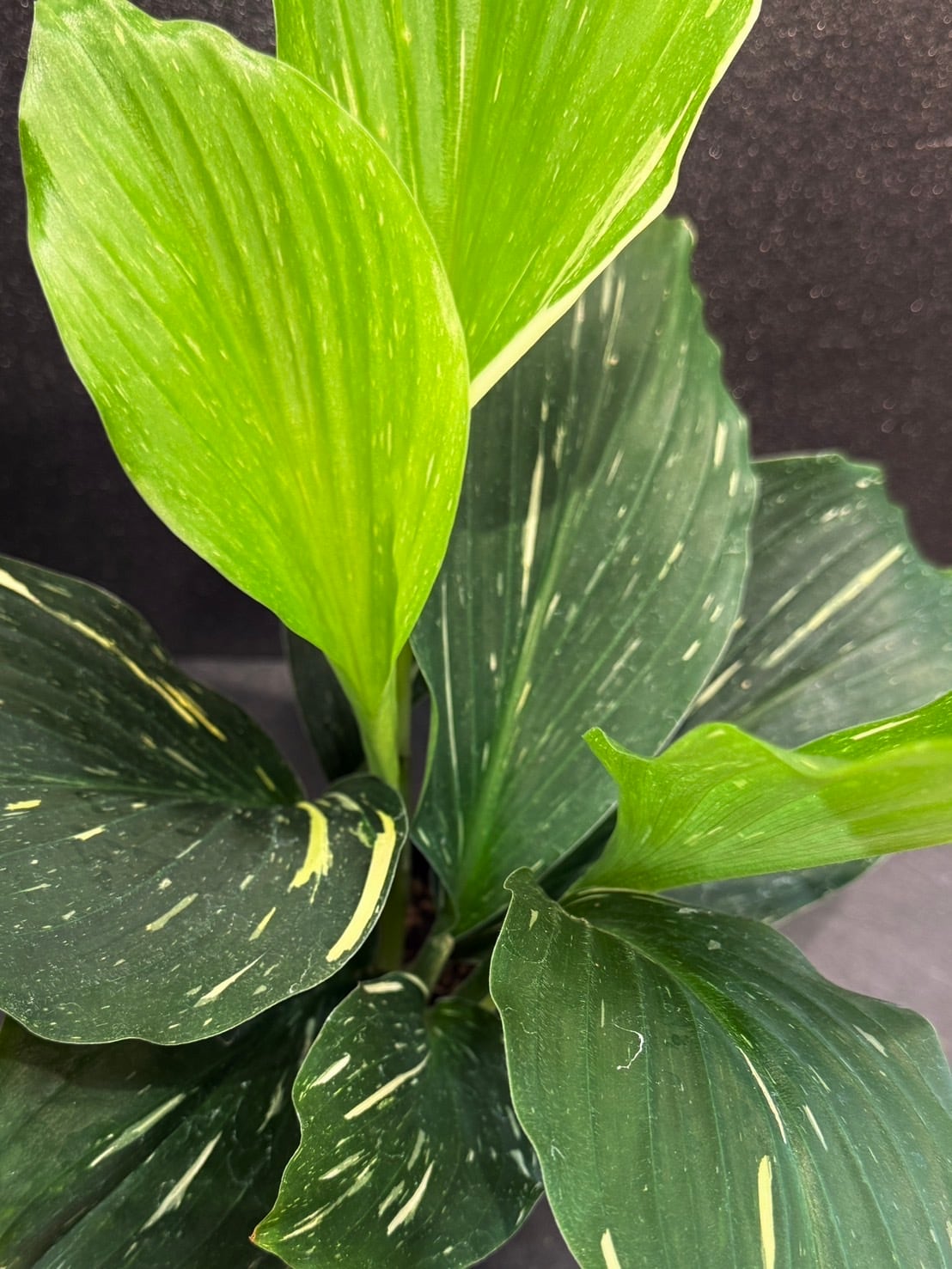 ケンフェリア・アルボ・バリエガータ ① 観葉植物 4.0号 希少 | 観葉