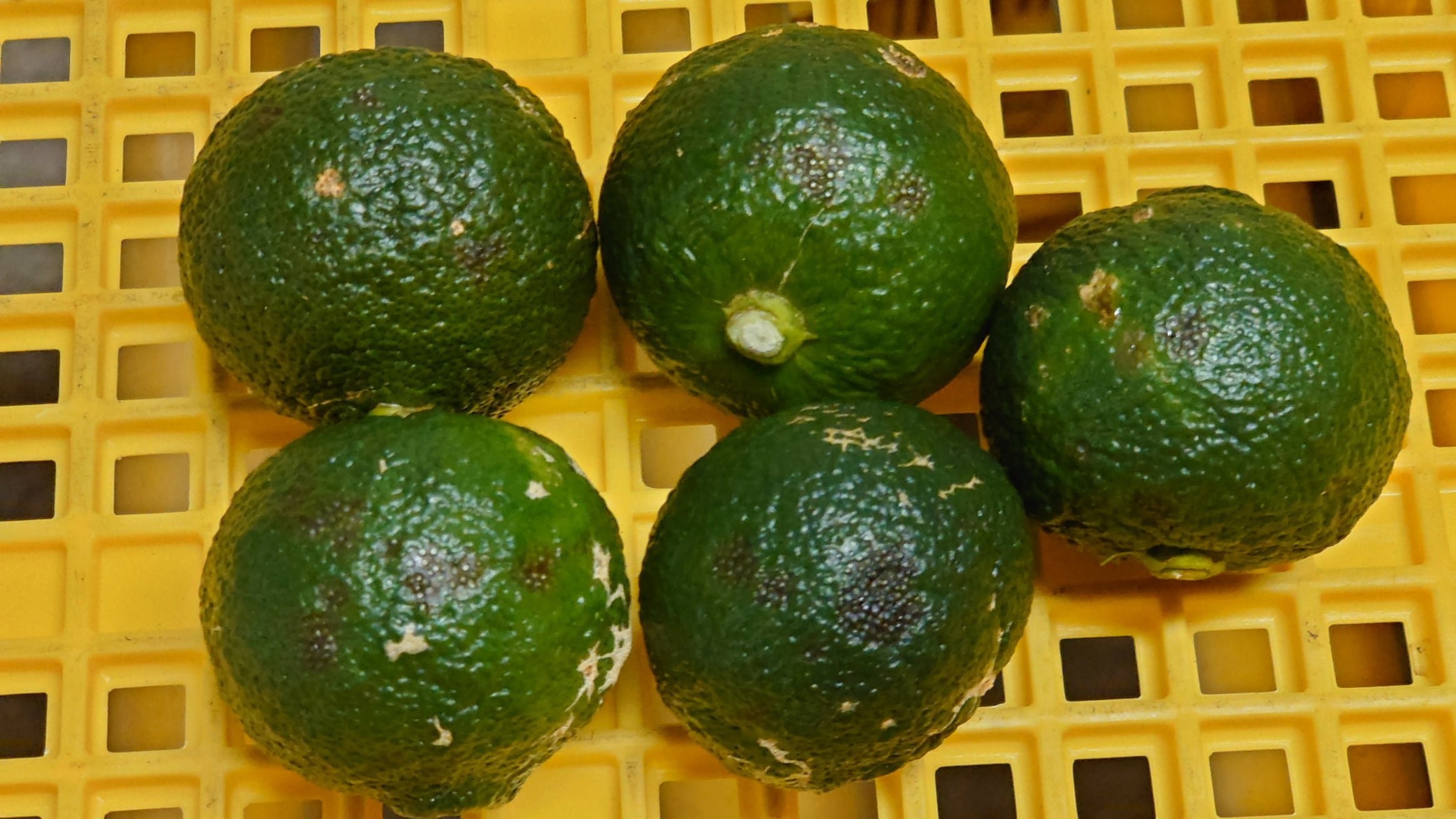 青ゆず 訳あり規格外品 約5kg | 千光士農園