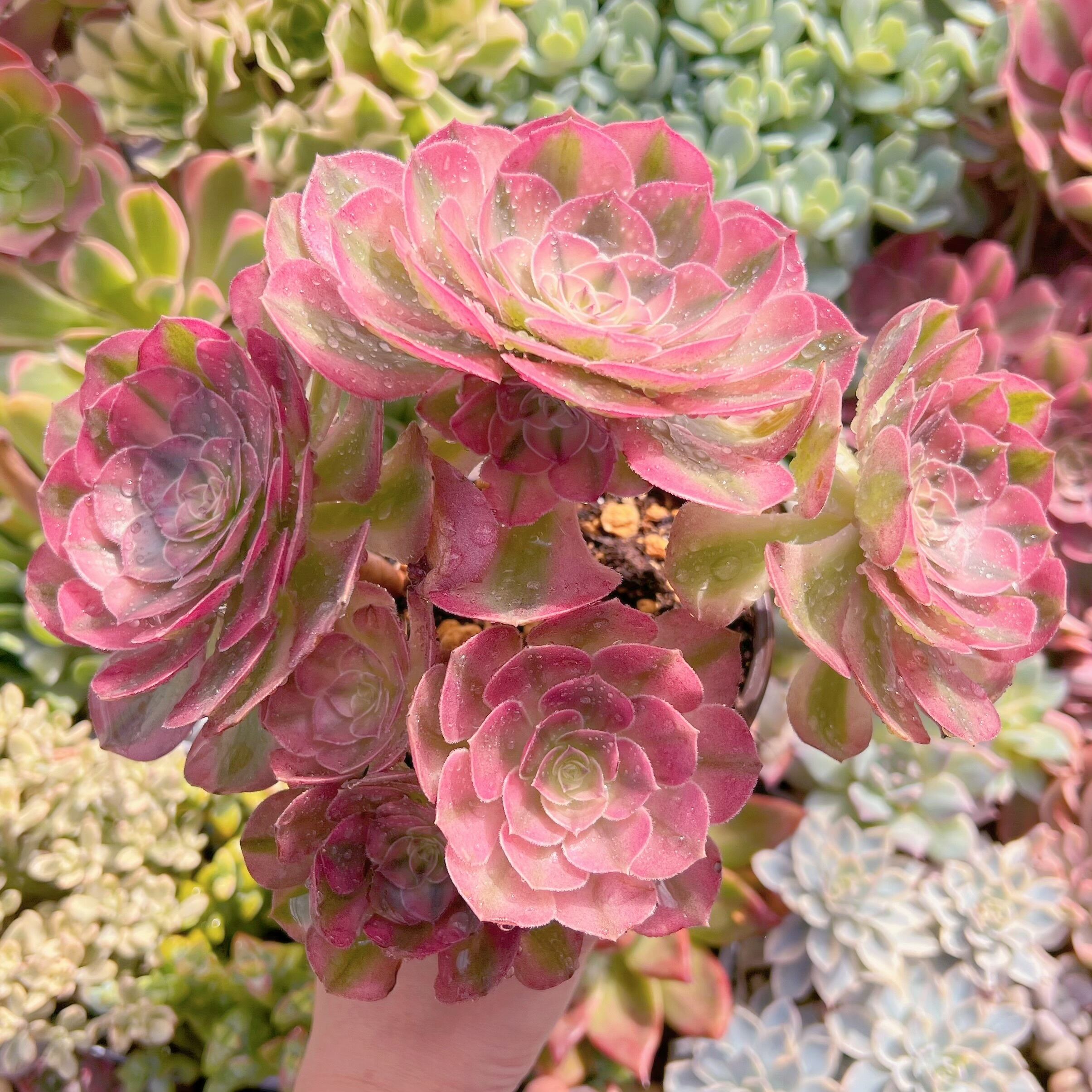 現物　ハロウィン白錦#016　特大群生　新入荷