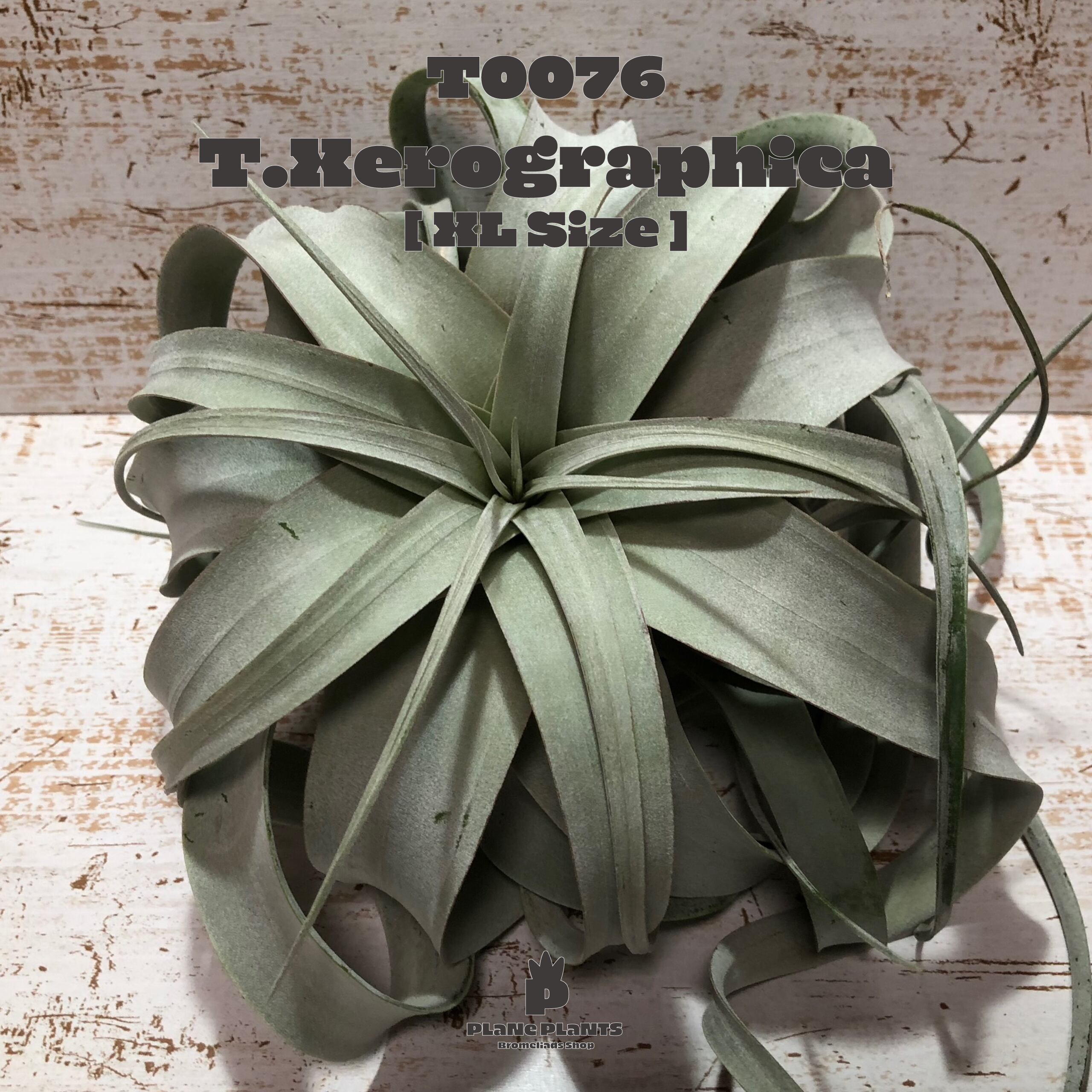 【送料無料】キセログラフィカXL〔エアプランツ〕現品発送T0076