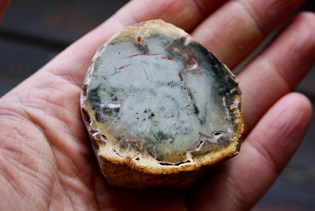 珪化木 Araucarioxylon 19