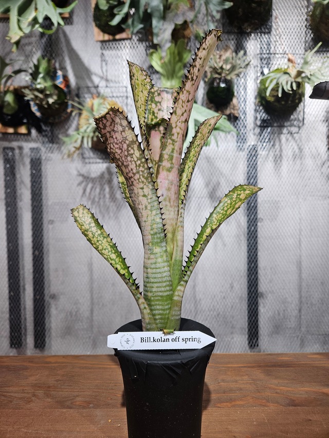 Billbergia. Kolan of Spring【artPLANTs/PLANTS GARAGE】   ビルベルギア/Billbergia