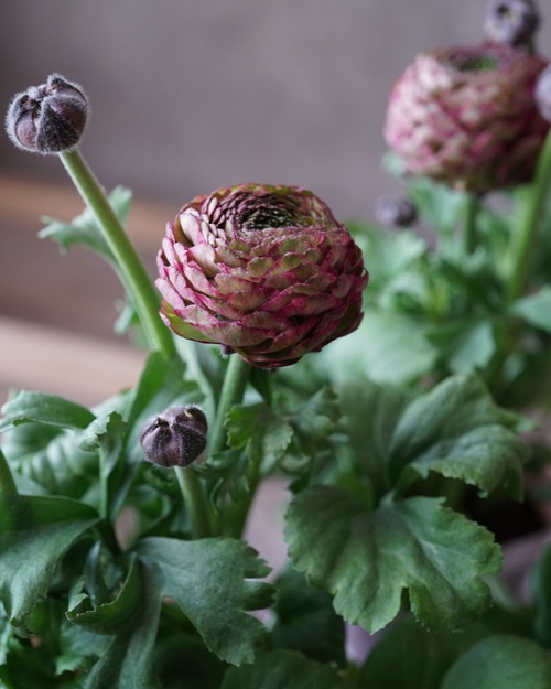 ラナンキュラス ポンポン　マルバァ　４号　