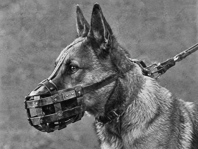 muselière pour chien