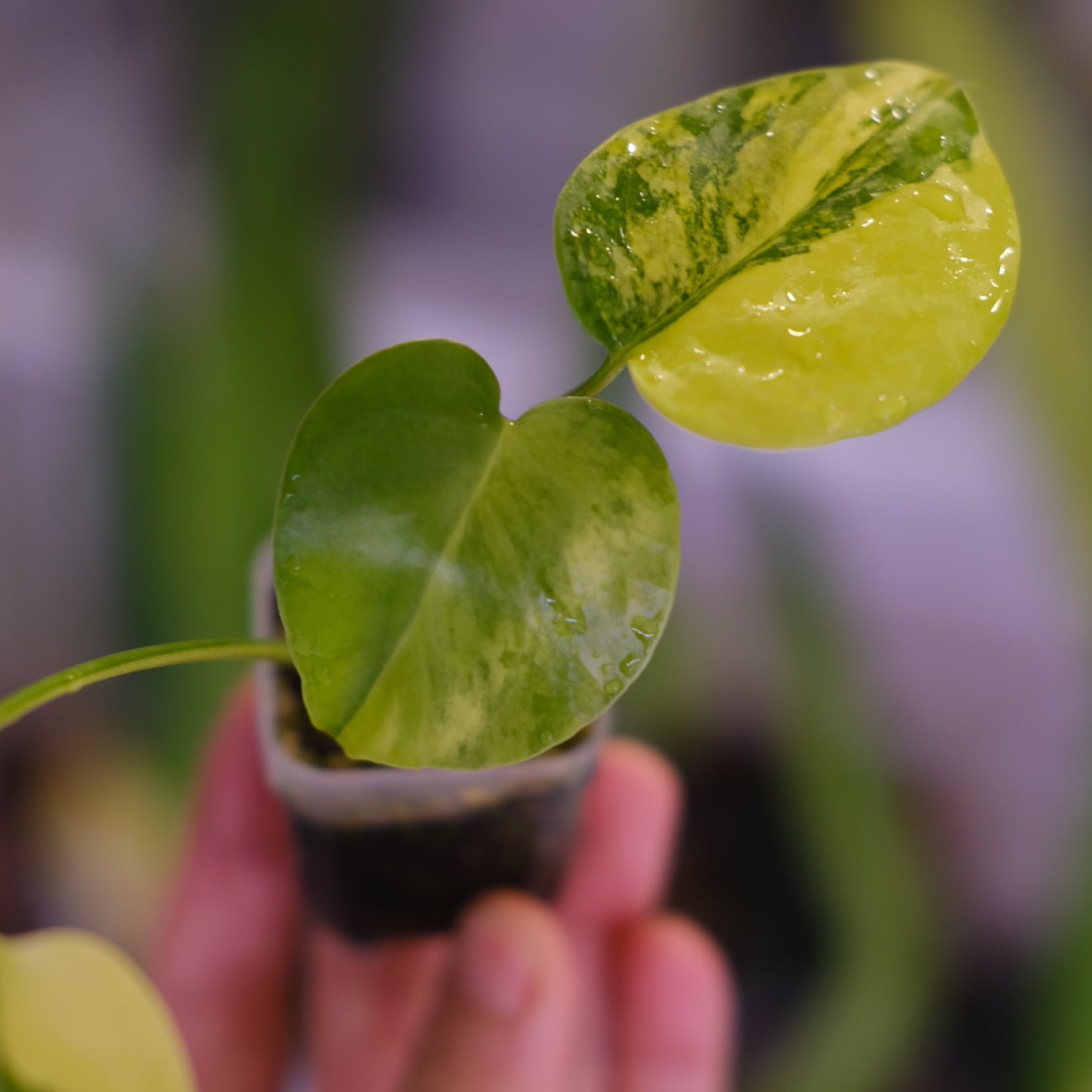 Monstera 'Yellow Marilyn'③｜モンステラ イエロー マリリン｜観葉