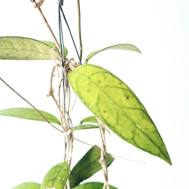 Hoya finlaysonii（ホヤ・フィンレイソニー）観葉植物 calm cafe