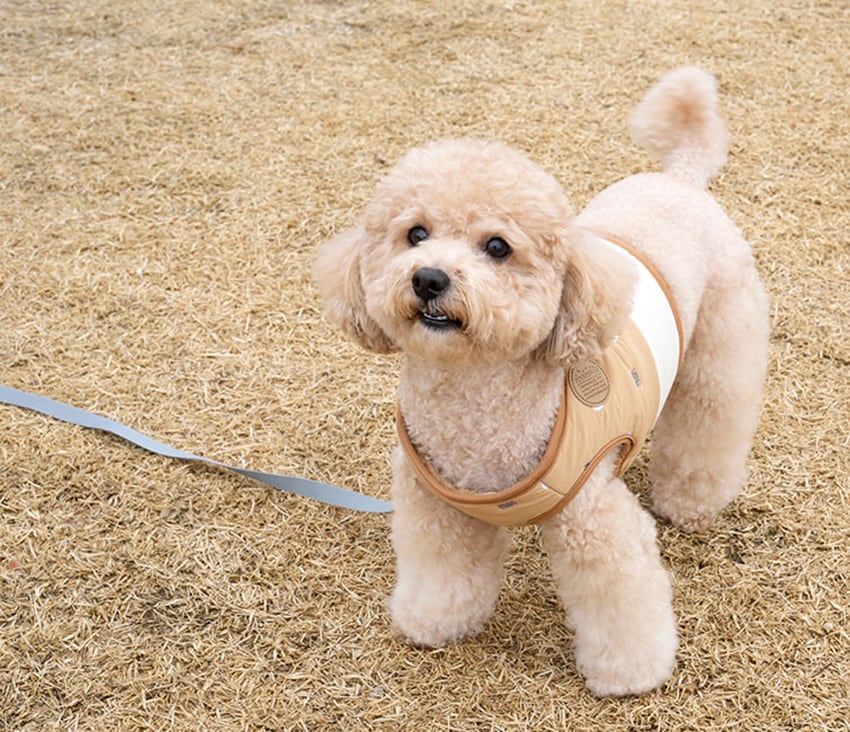 cute duck padding harness S ~ L 2color  /  犬 服 秋冬 暖かい ハーネス リード セット ボア 犬服 ベスト ドッグウェア ペット ハーネス一体型 アウター